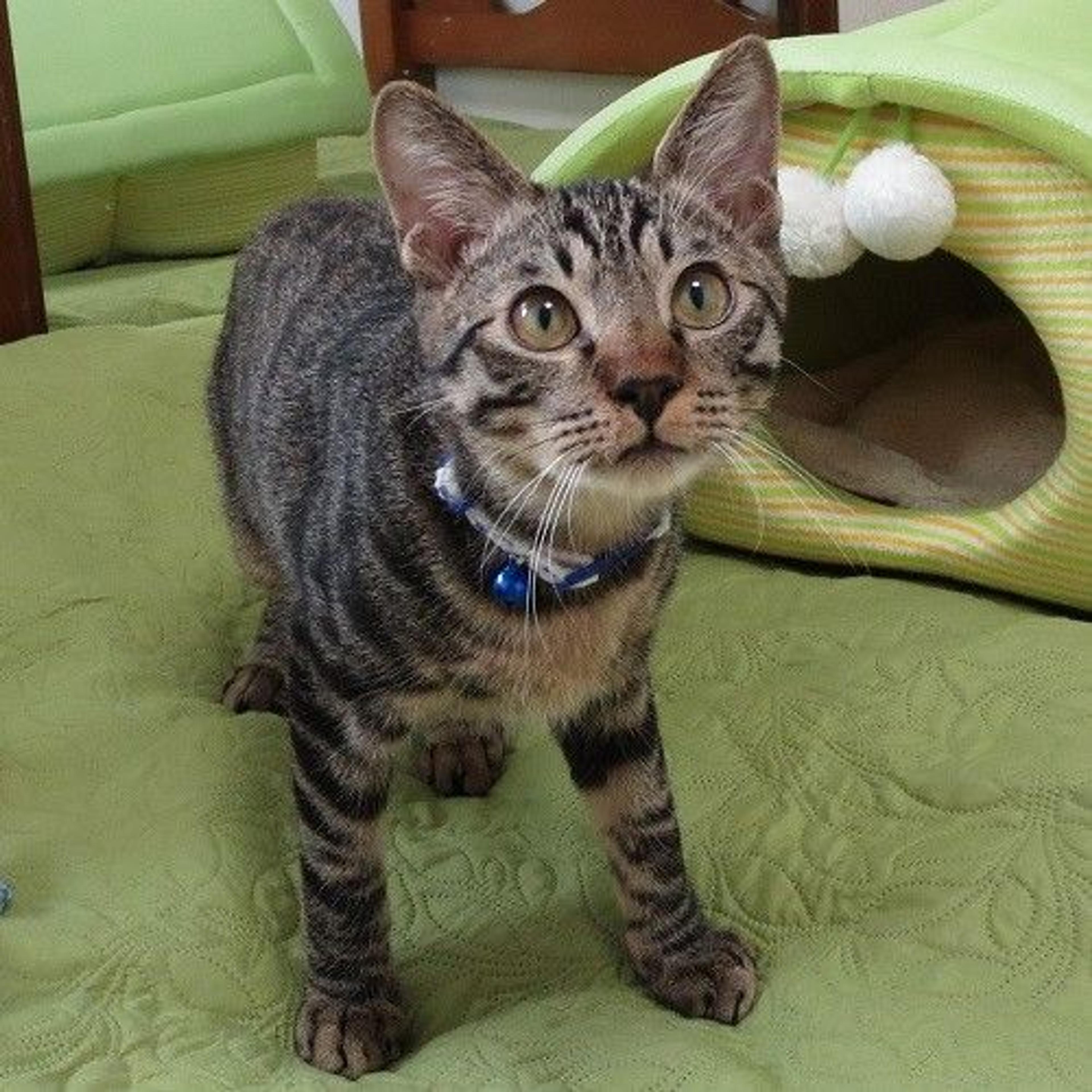 pet-image-3