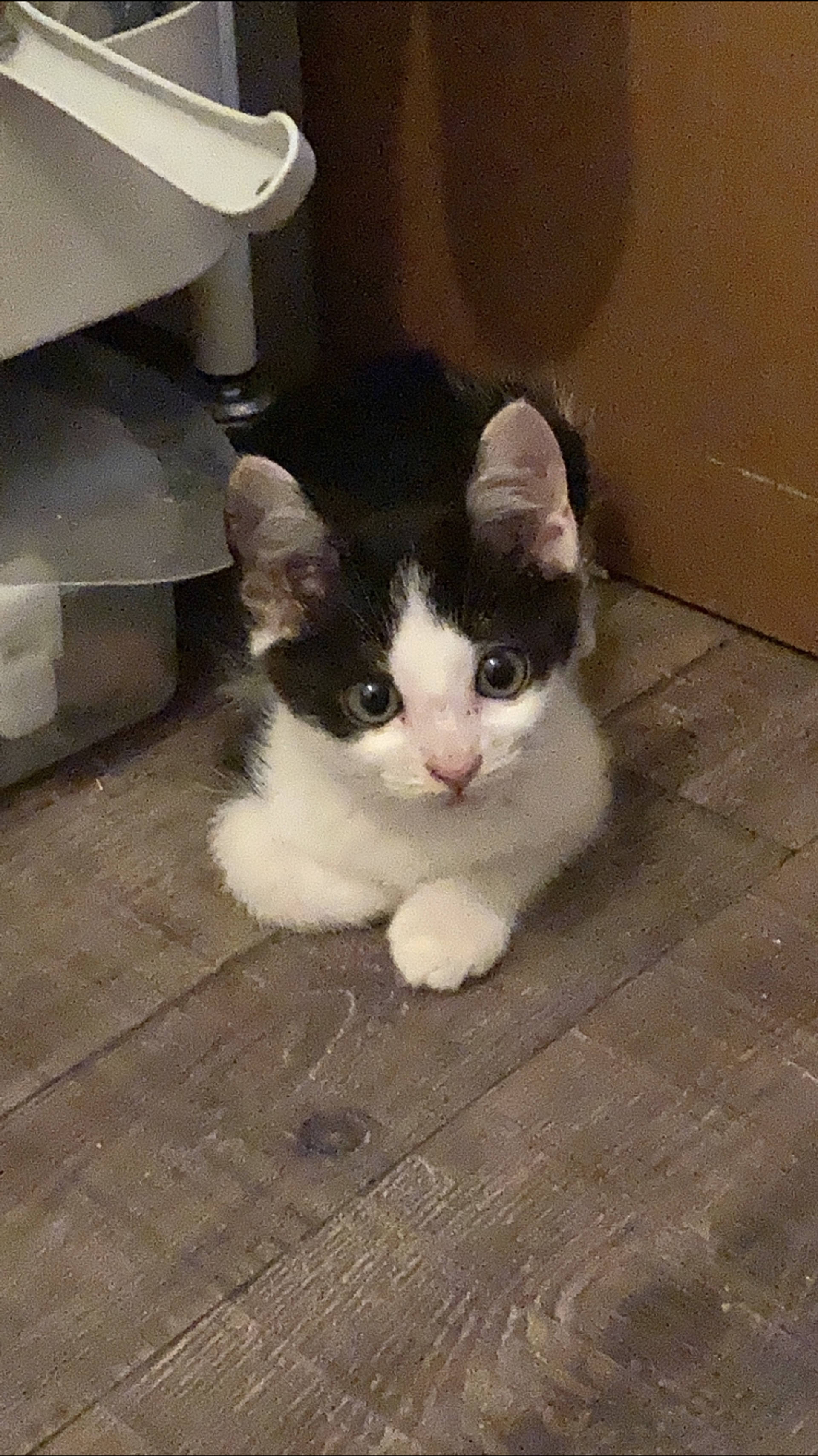 雑種（ミックス猫）・オスの里親募集の写真