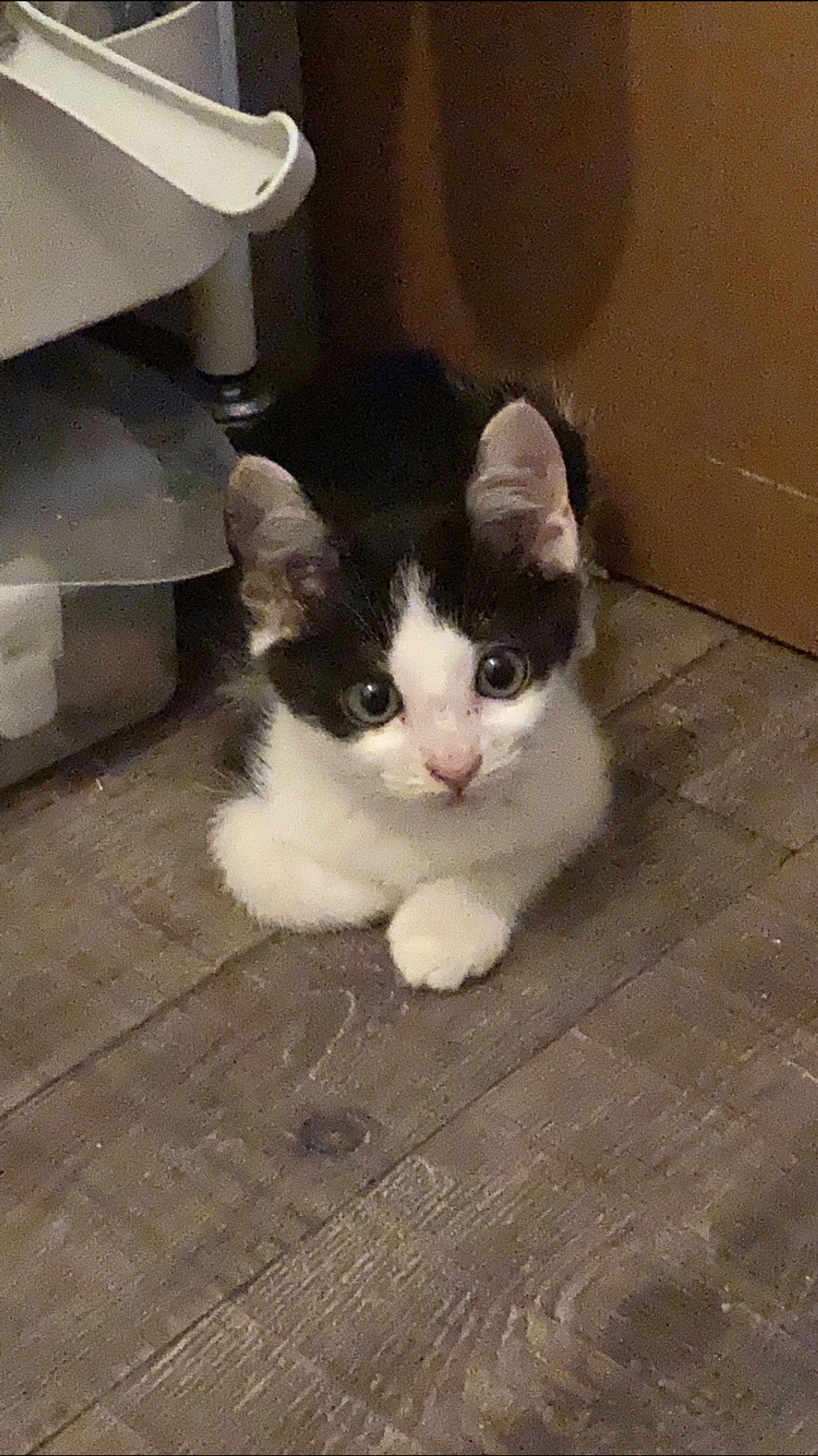 雑種（ミックス猫）・オスの里親募集の写真