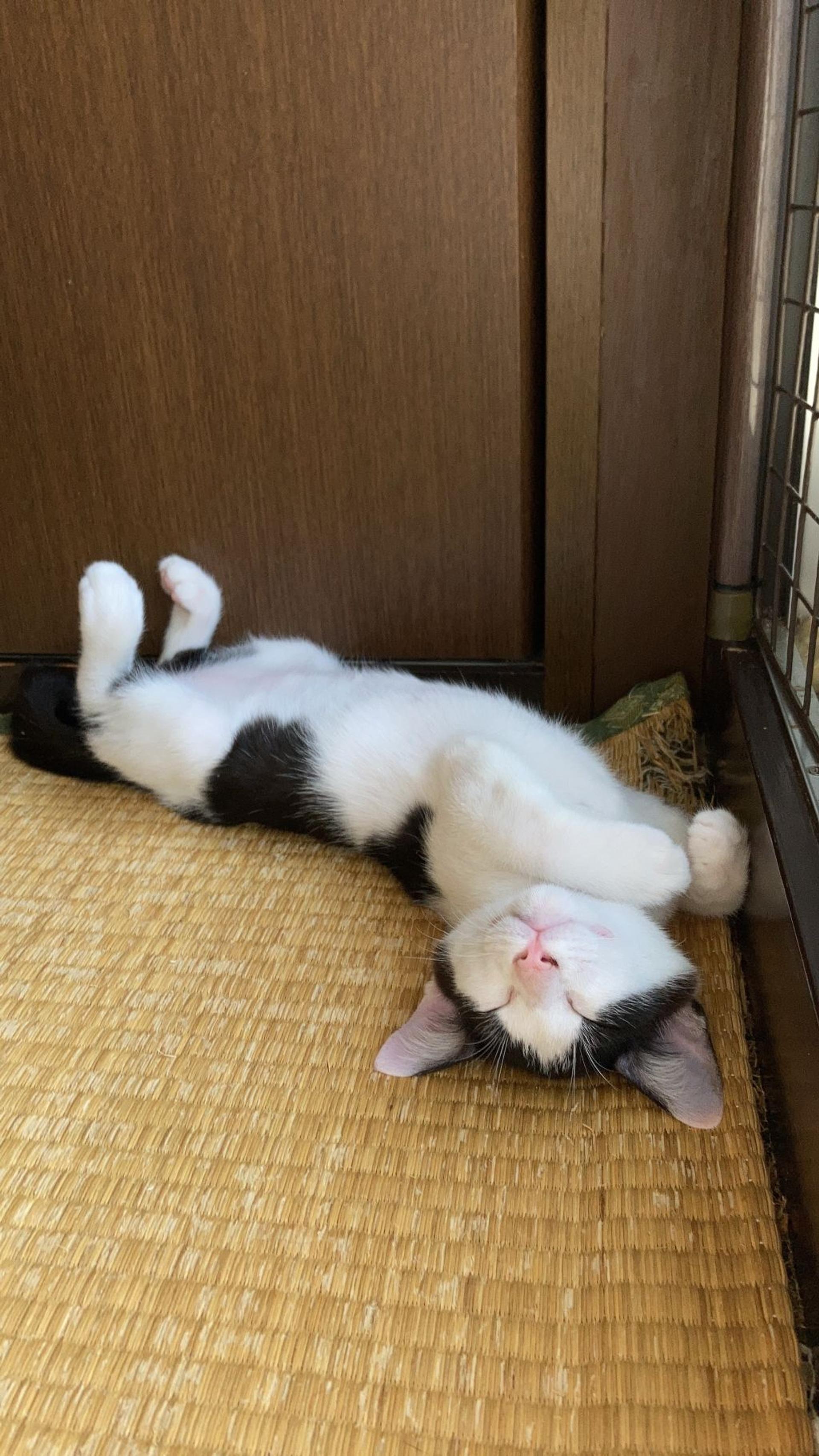 pet-image-2