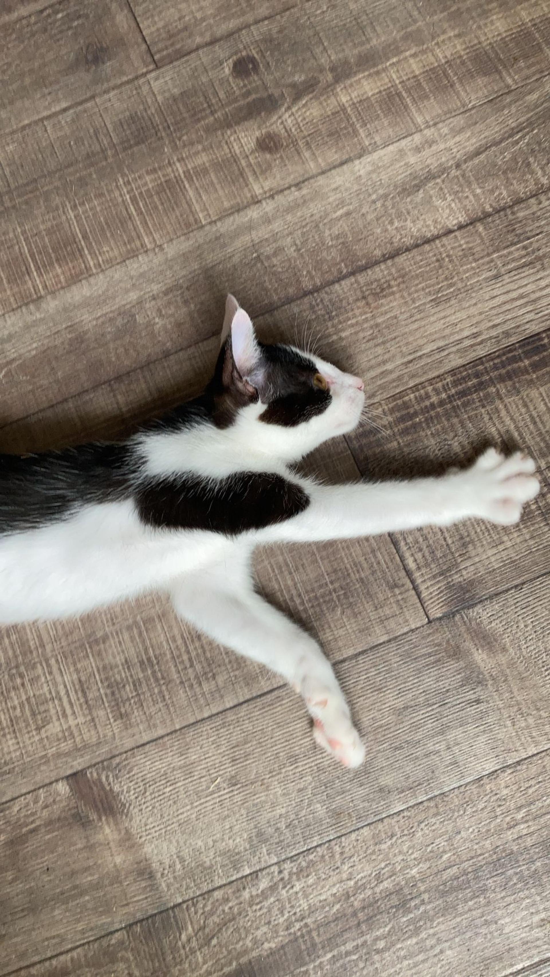 pet-image-3
