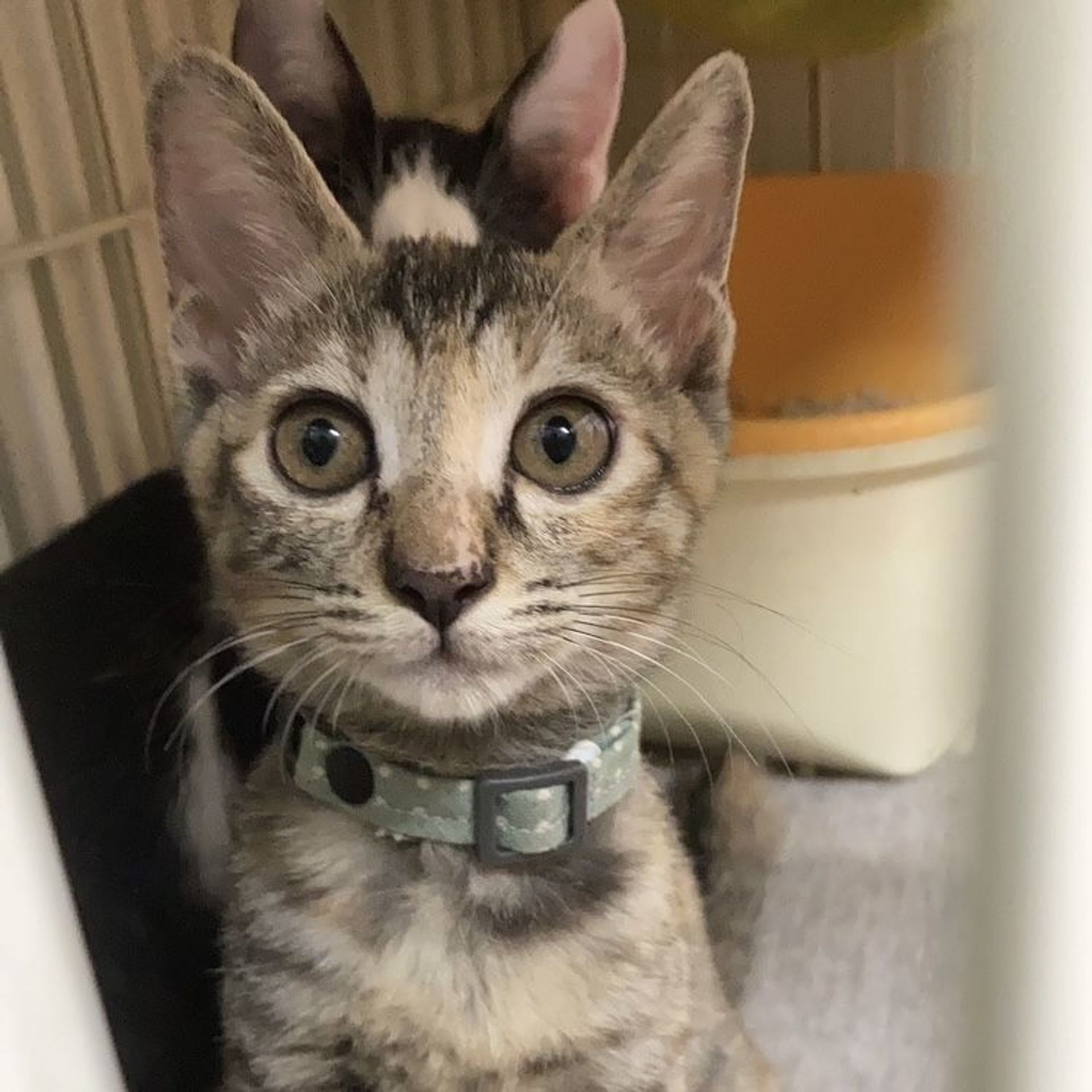 雑種（ミックス猫）・メスの里親募集の写真