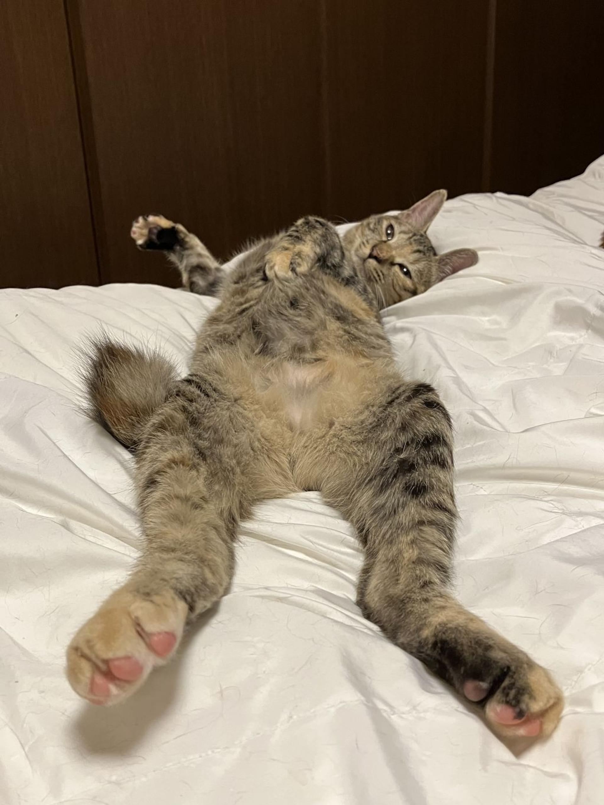 pet-image-2