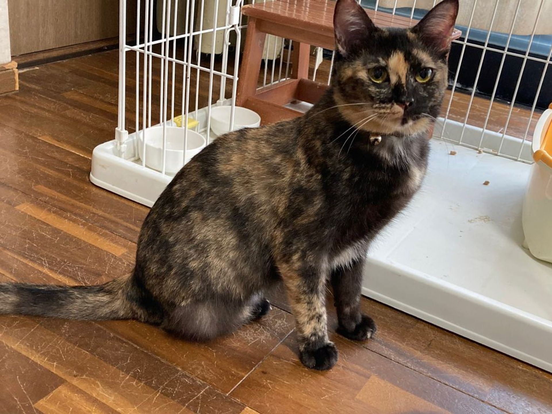 雑種（ミックス猫）・メスの里親募集の写真
