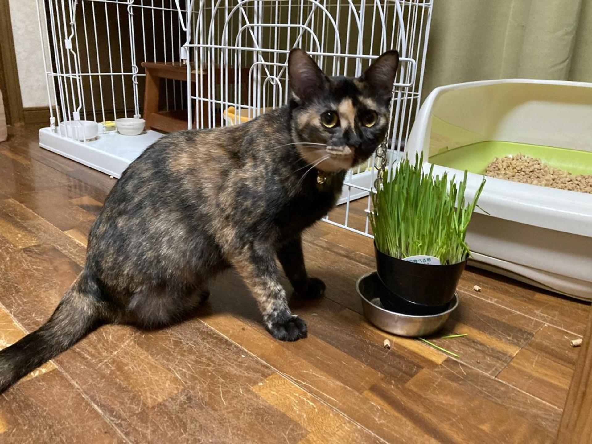 pet-image-2