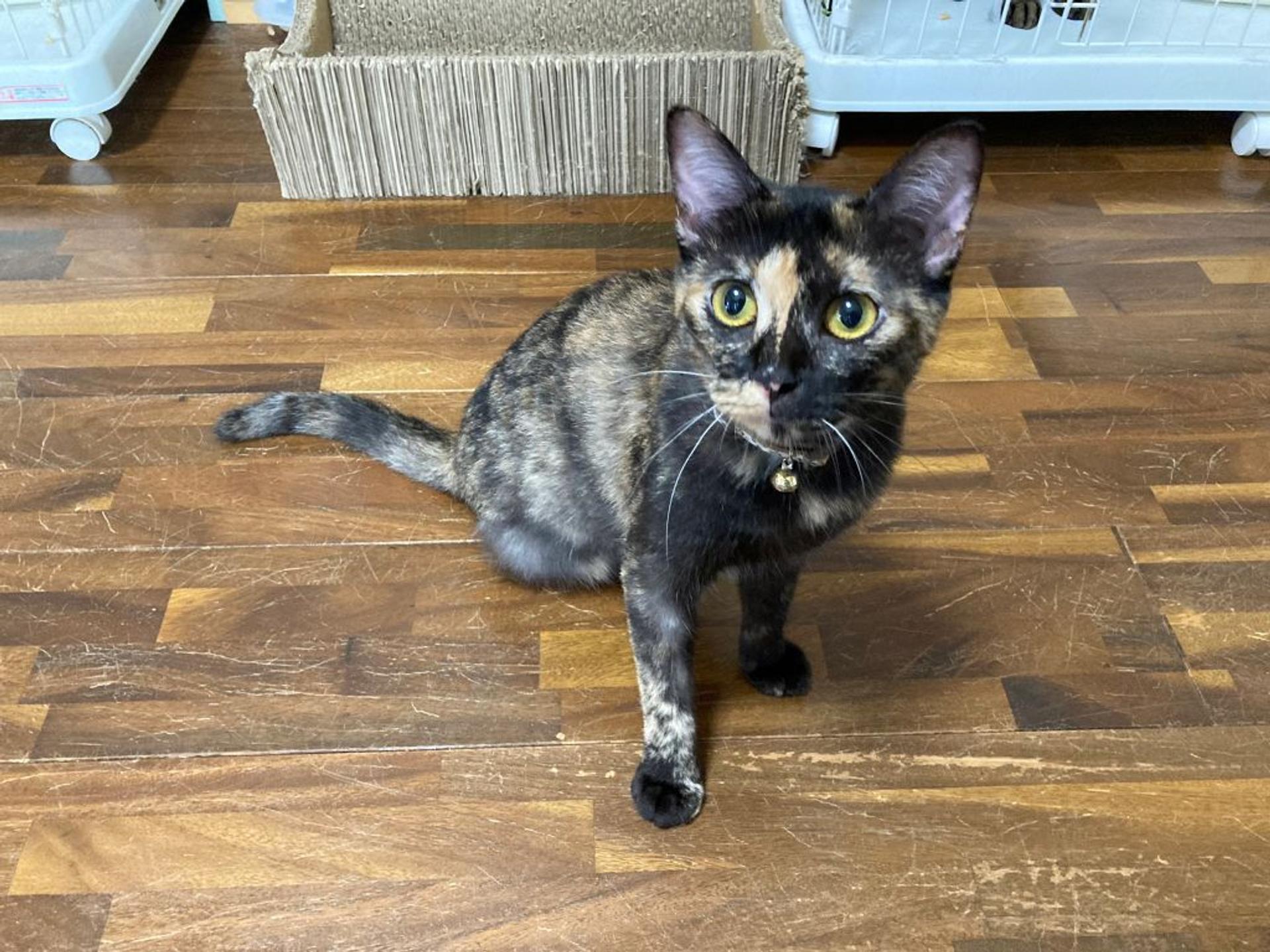 pet-image-3