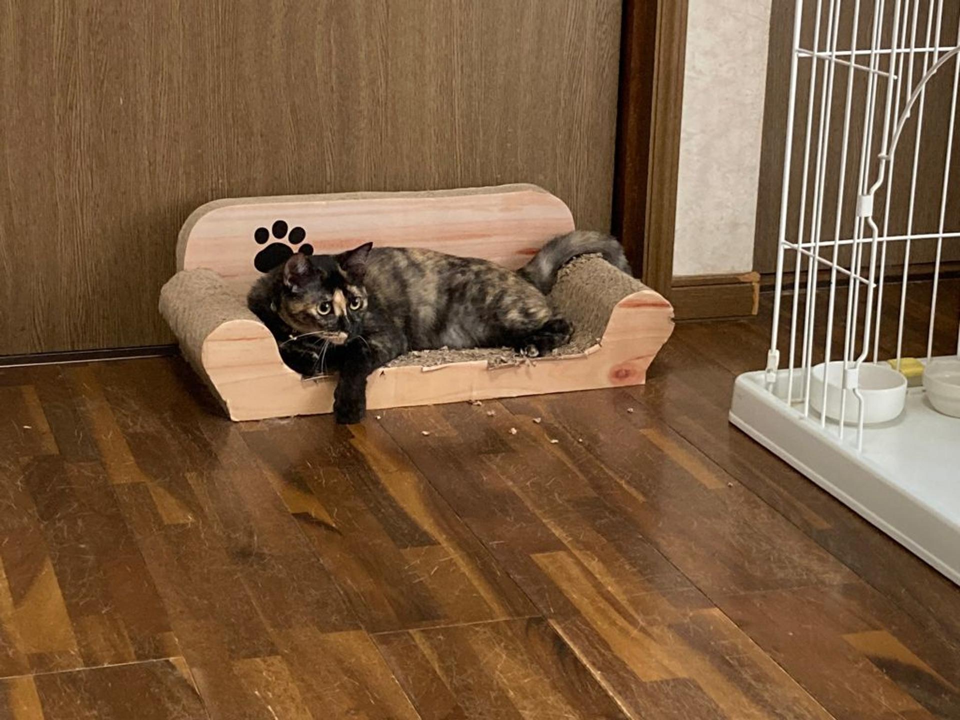 pet-image-4
