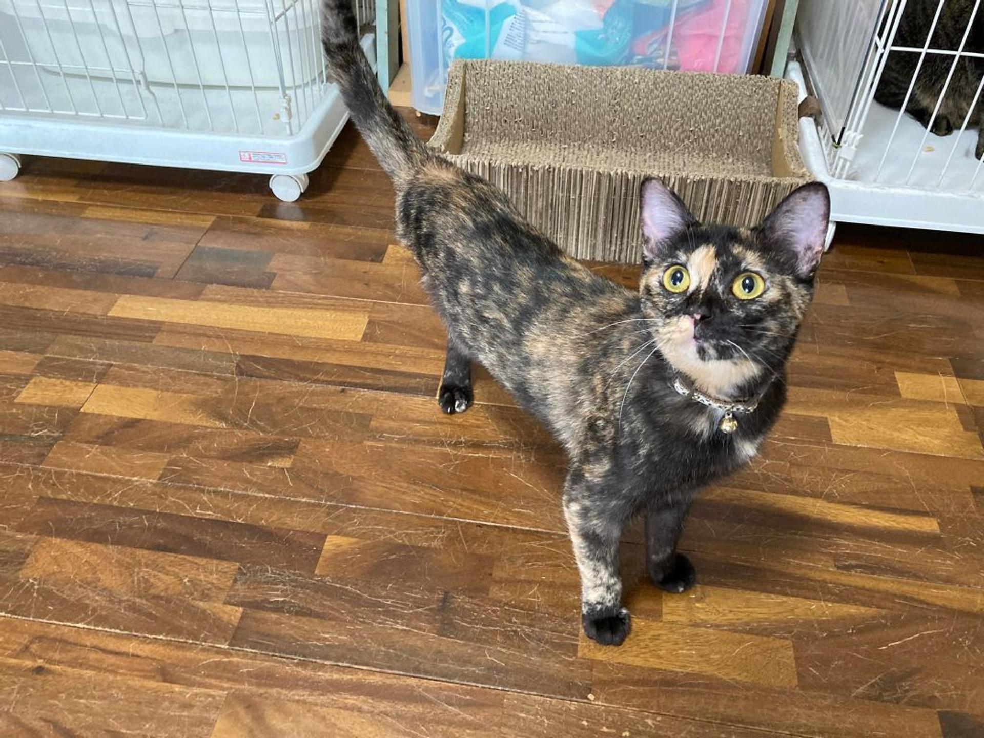 pet-image-5