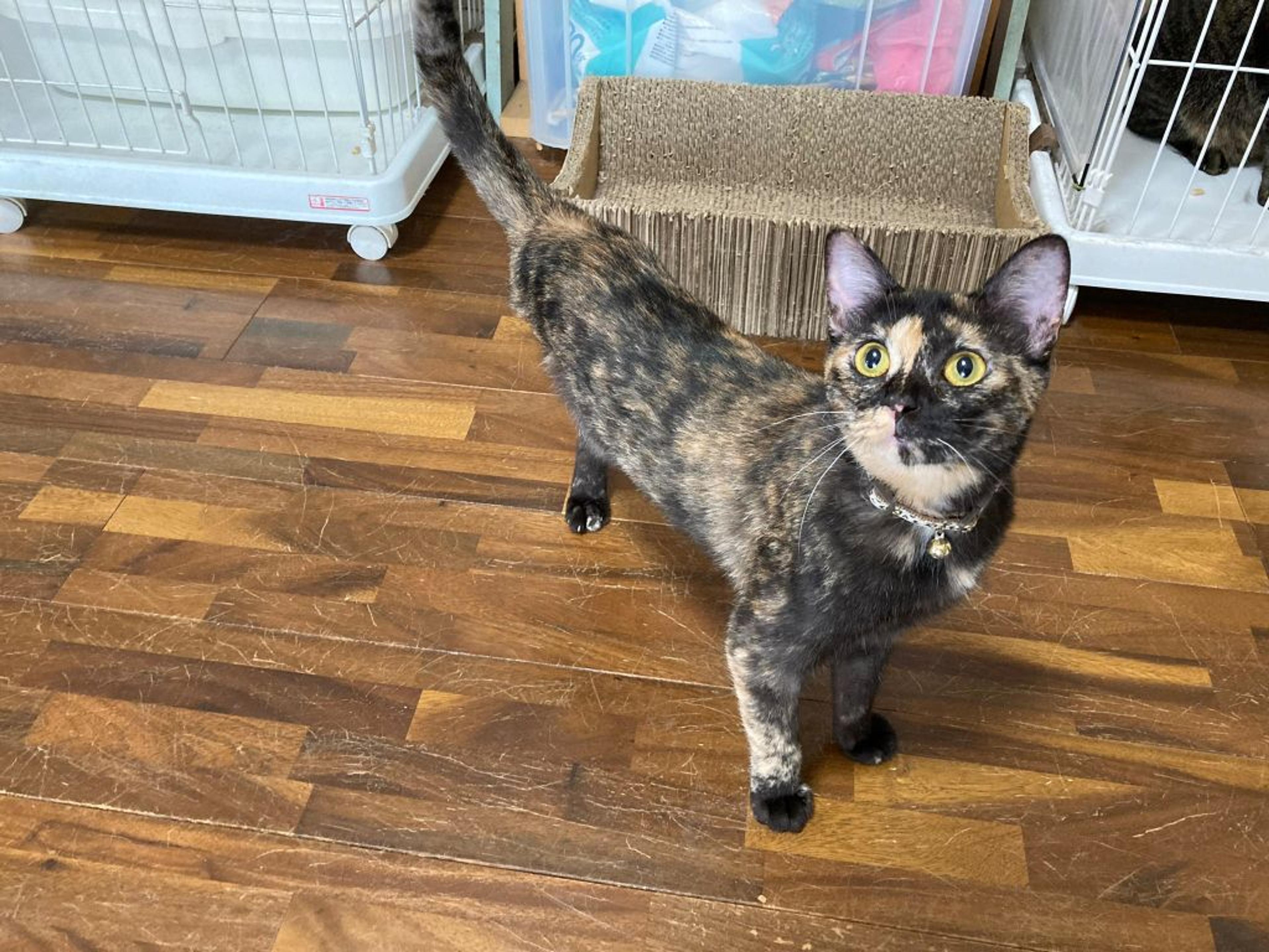 pet-image-5