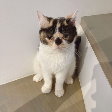 にぼし