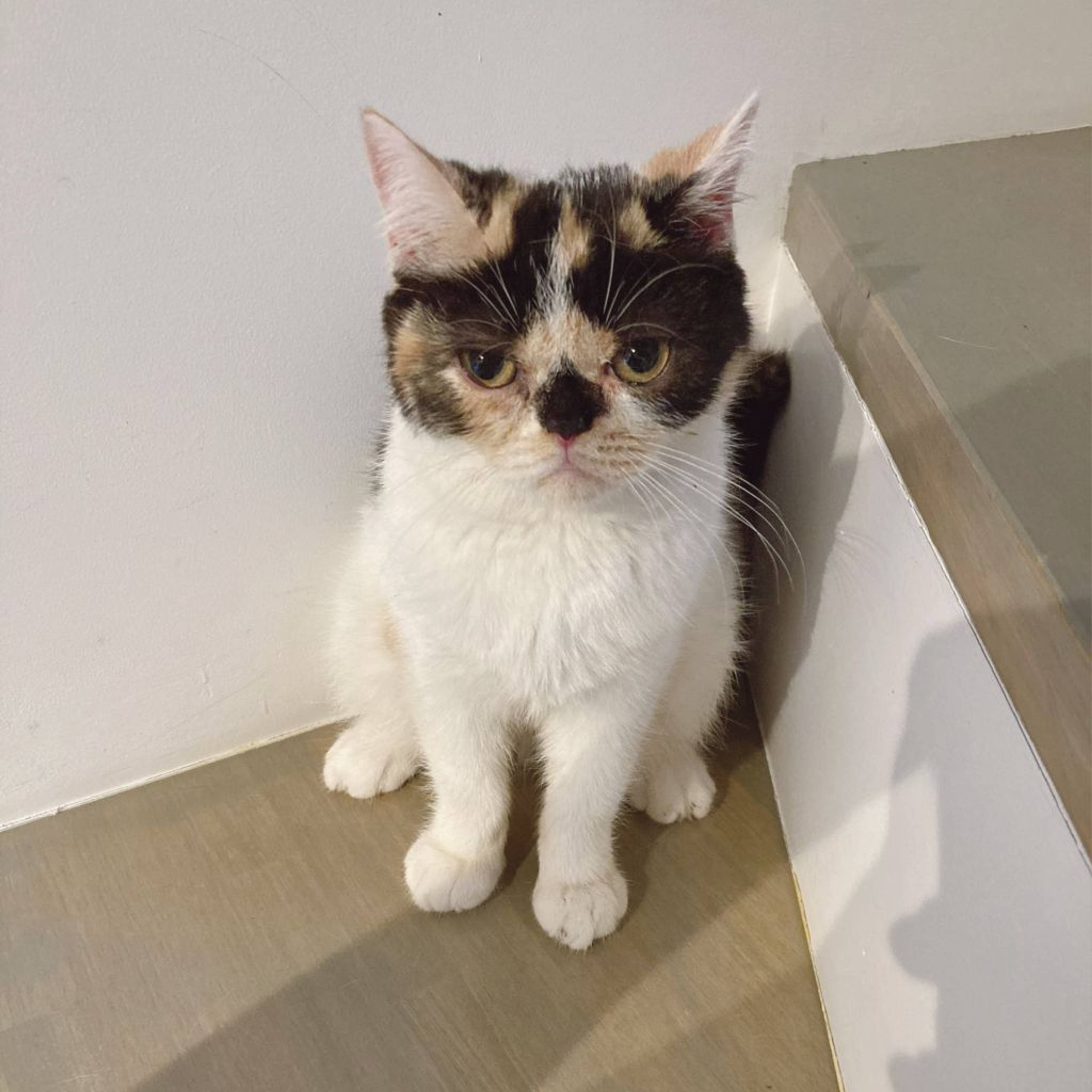 エキゾチックショートヘア・メスの里親募集の写真