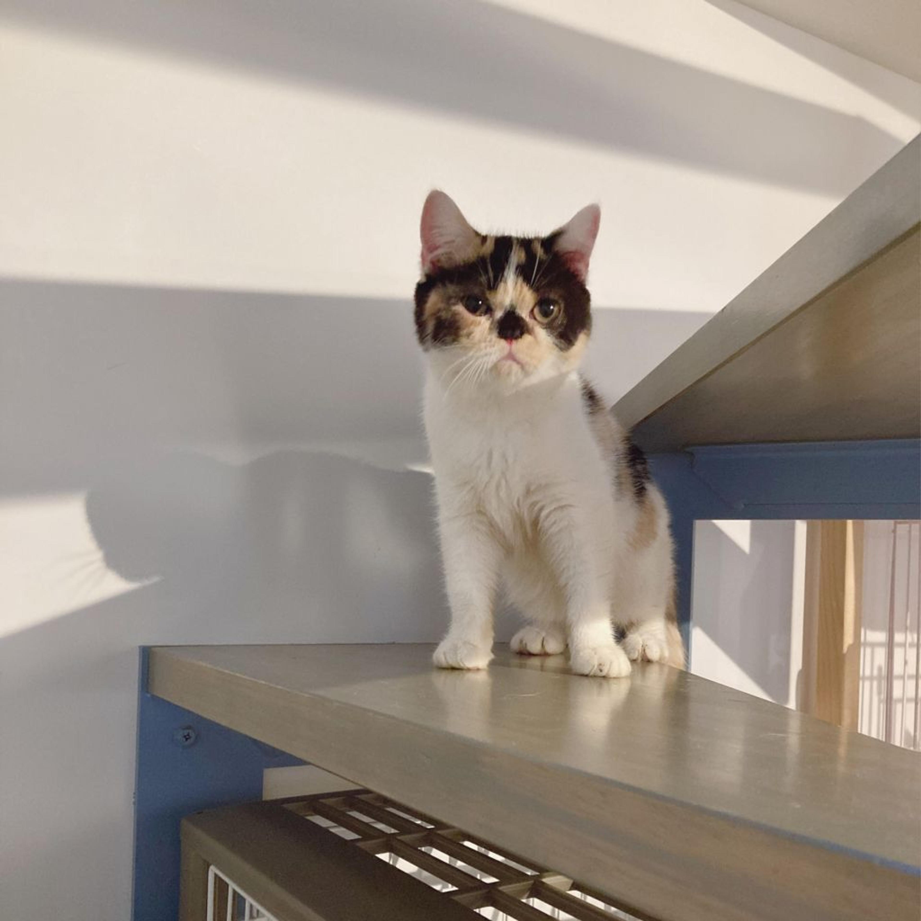 pet-image-3