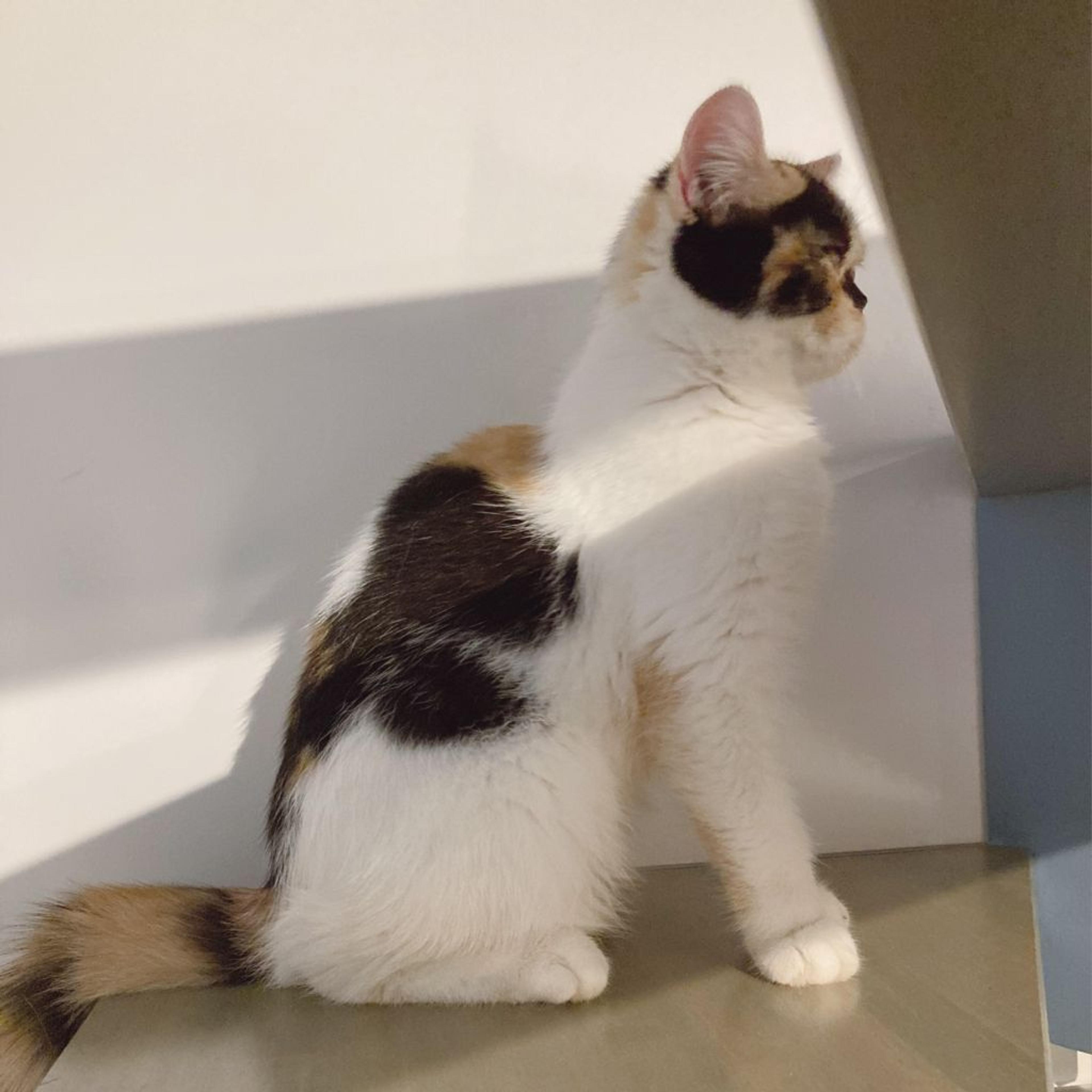 pet-image-4