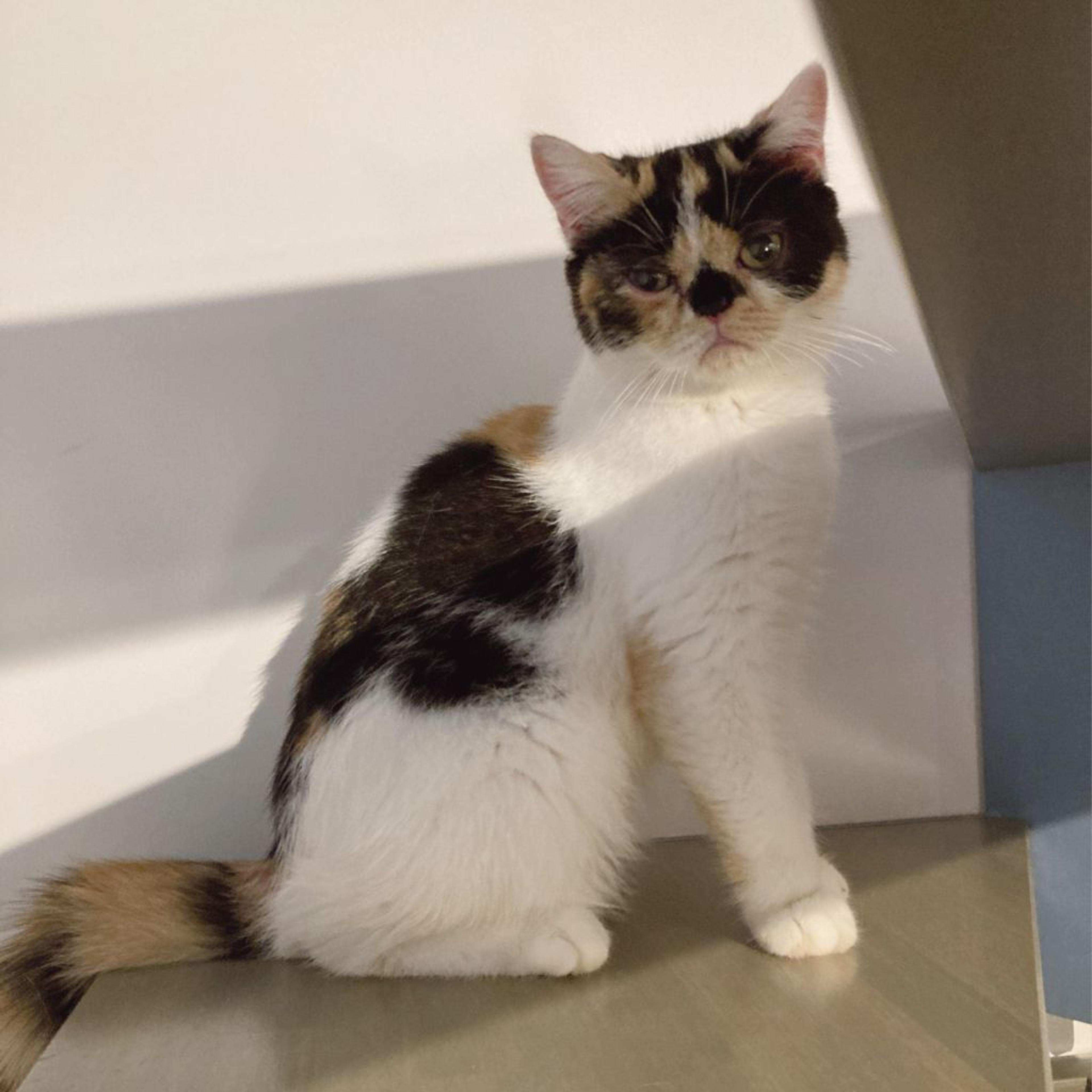 pet-image-5