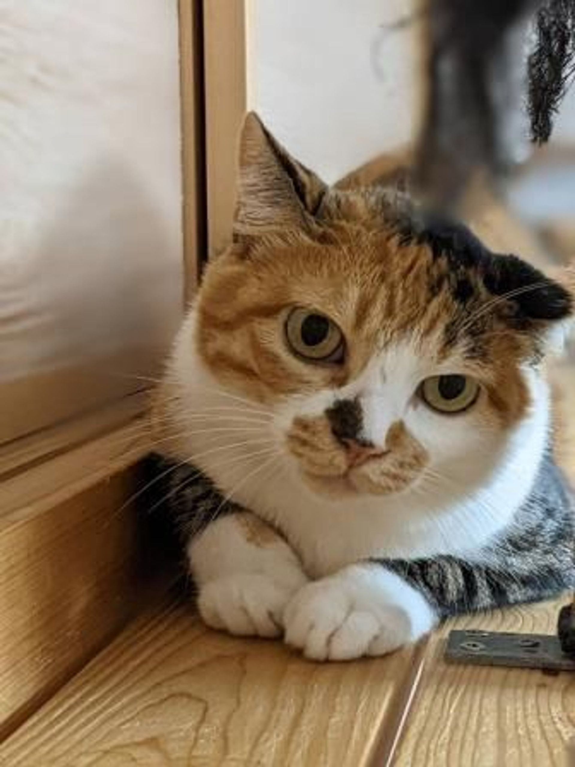 雑種（ミックス猫）・メスの里親募集の写真
