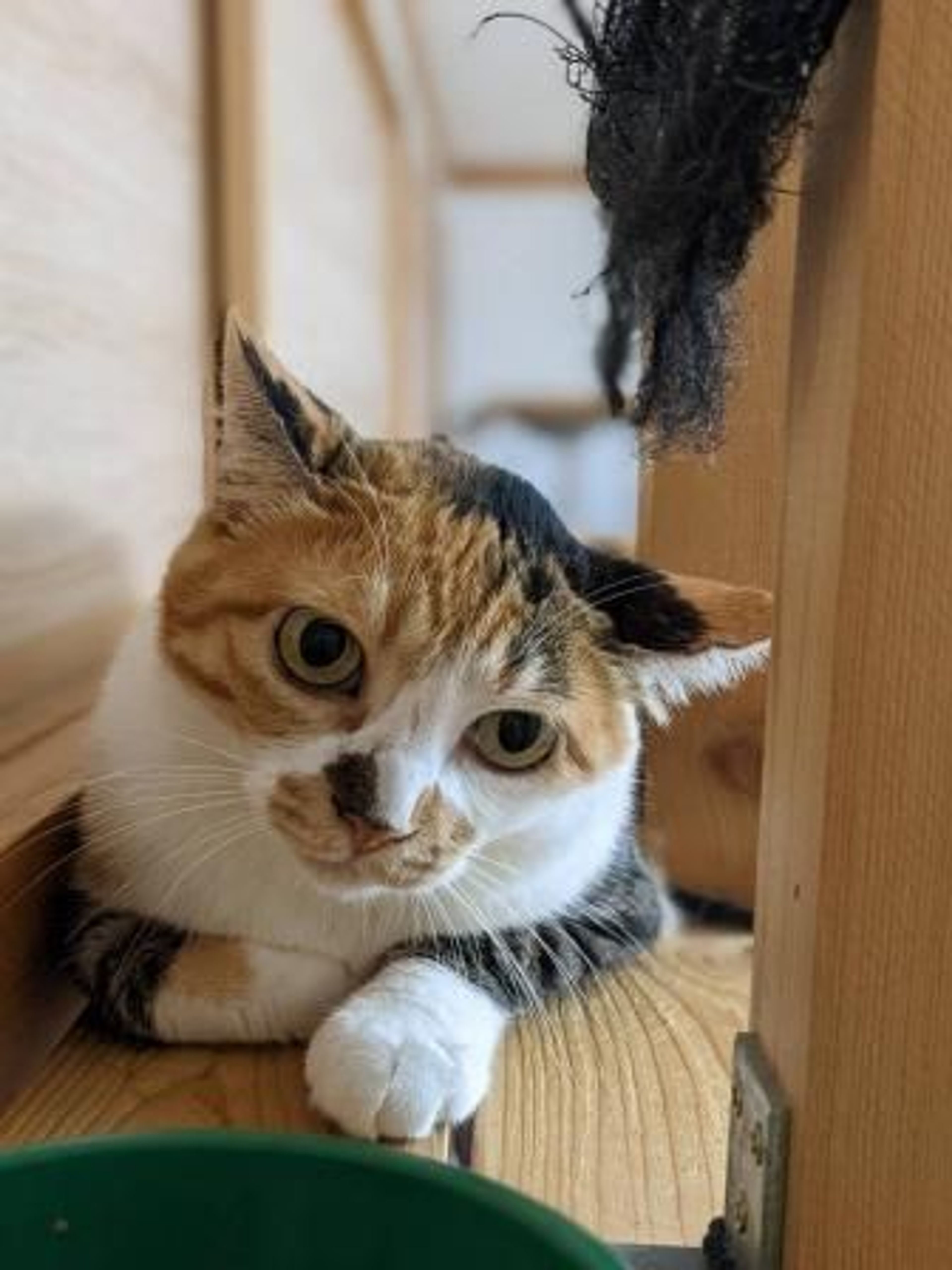 丸顔がかわいい穏やか三毛猫 | 雑種（ミックス猫） | Withねこ
