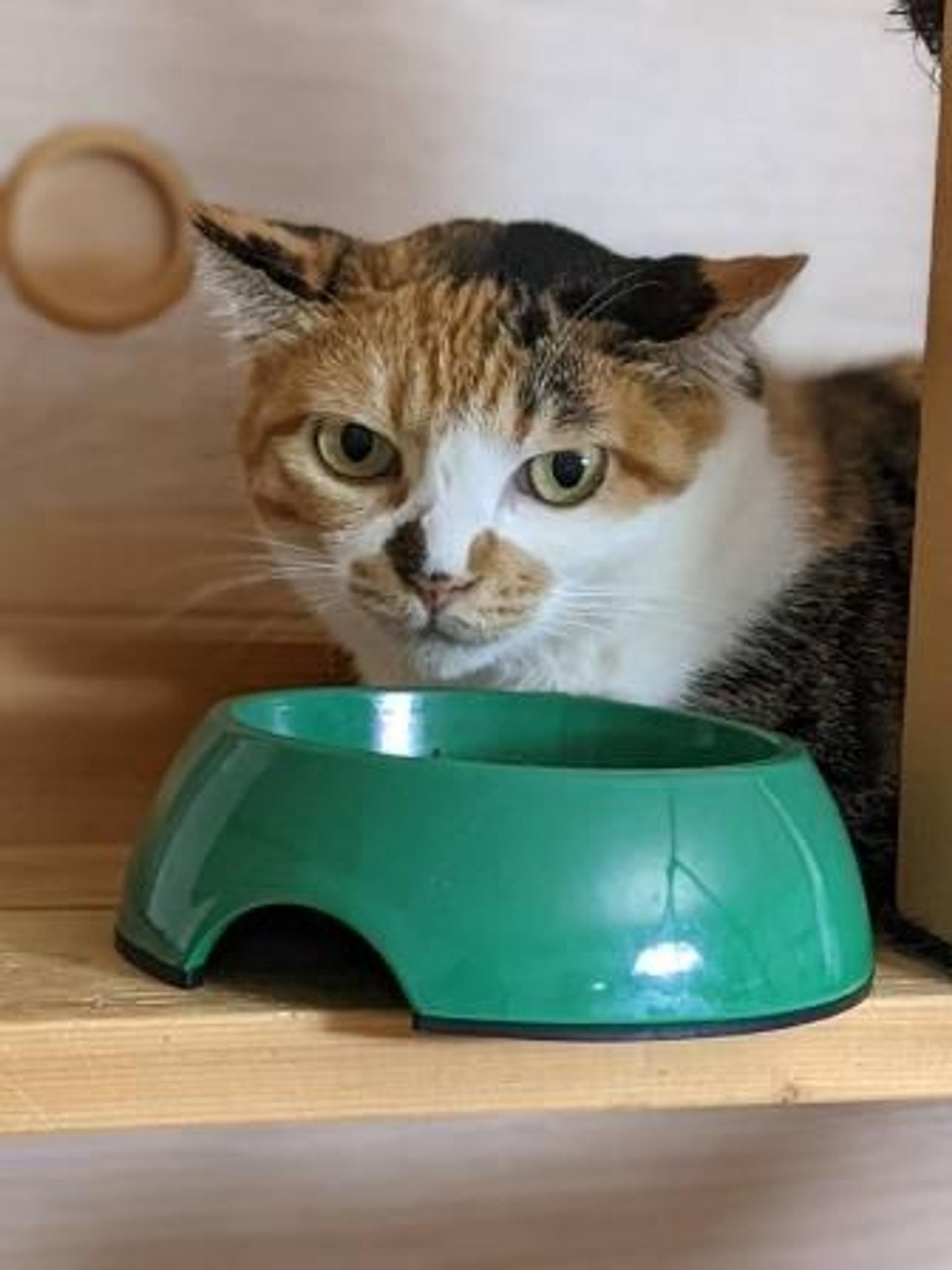 pet-image-4