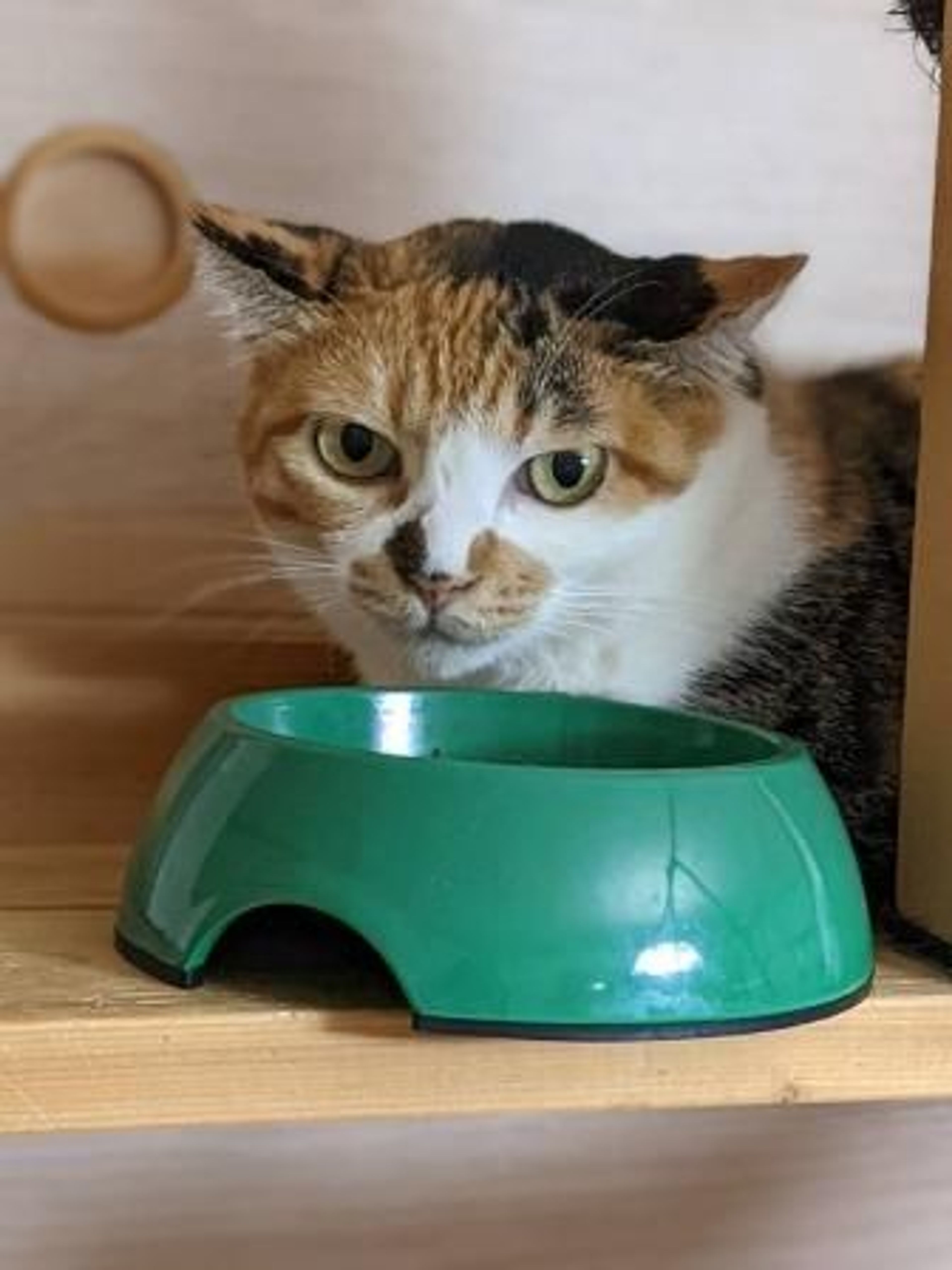 丸顔がかわいい穏やか三毛猫 | 雑種（ミックス猫） | Withねこ