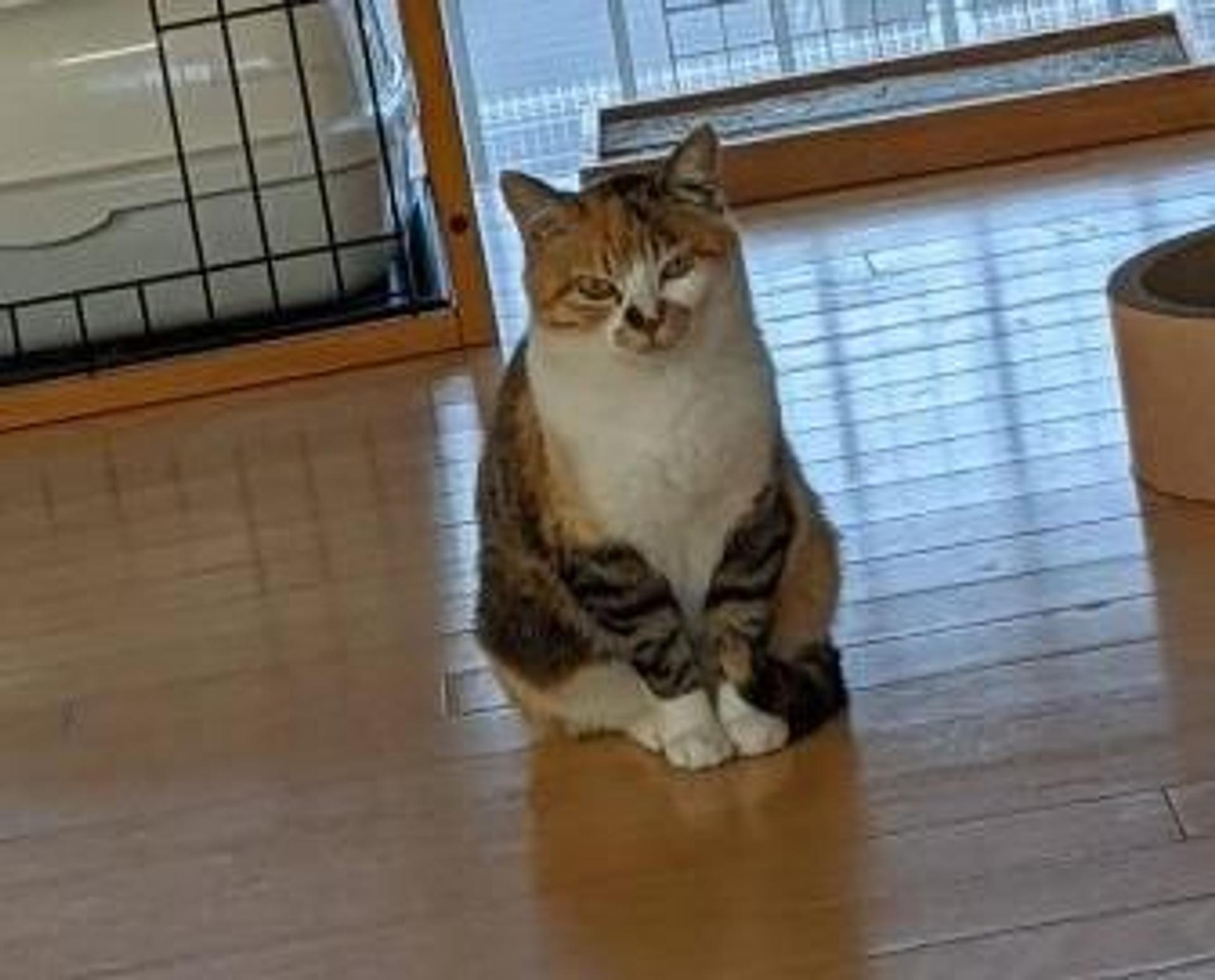 pet-image-5