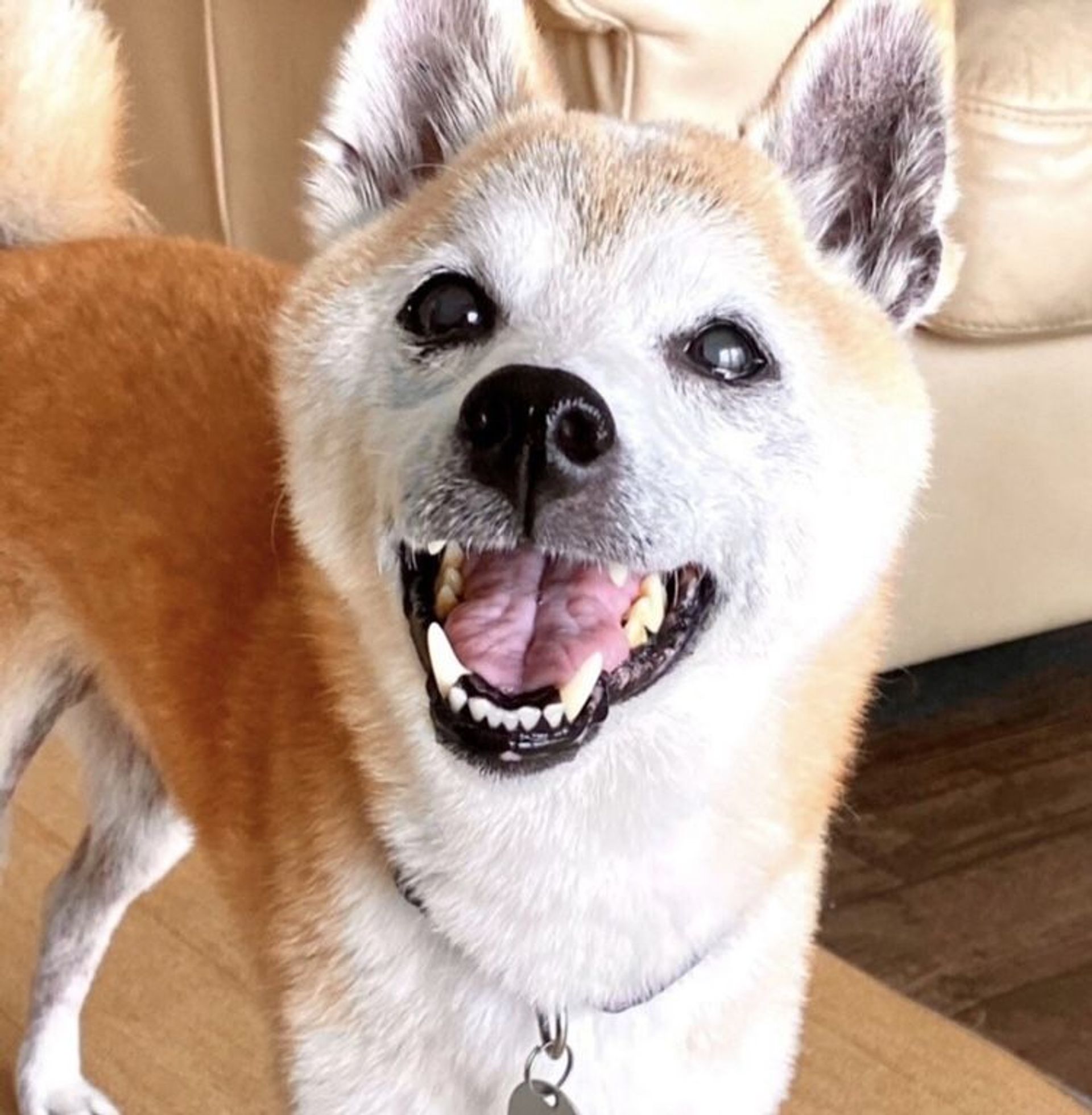 柴犬・メスの里親募集の写真