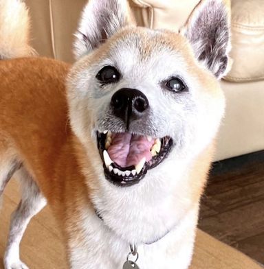 きなちゃんの写真