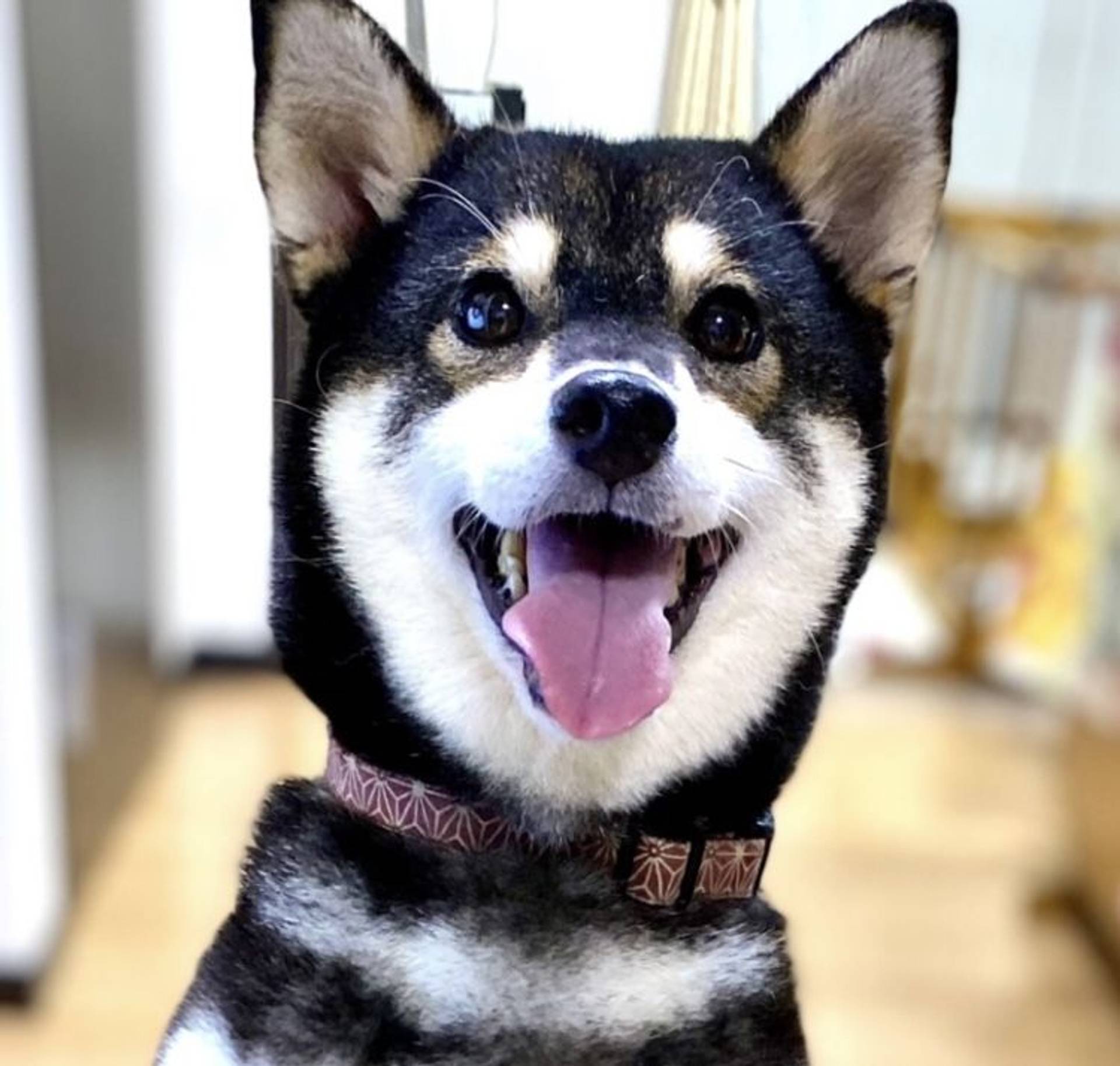 柴犬・メスの里親募集の写真