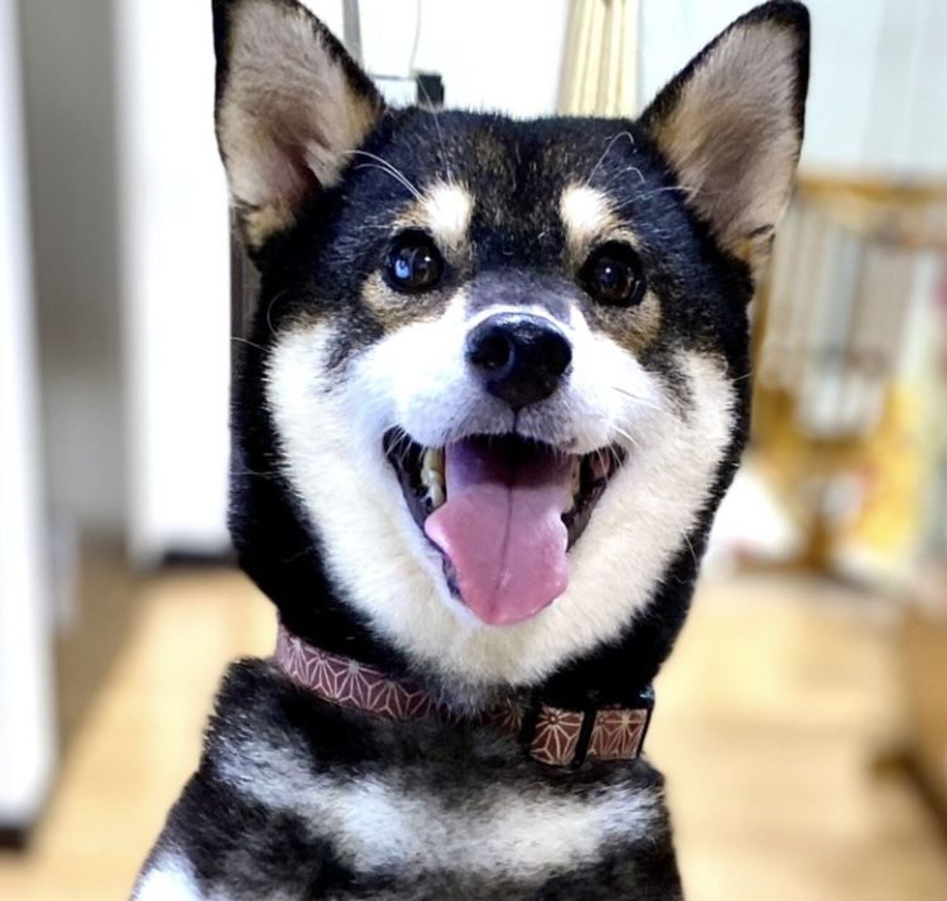 柴犬・メスの里親募集の写真