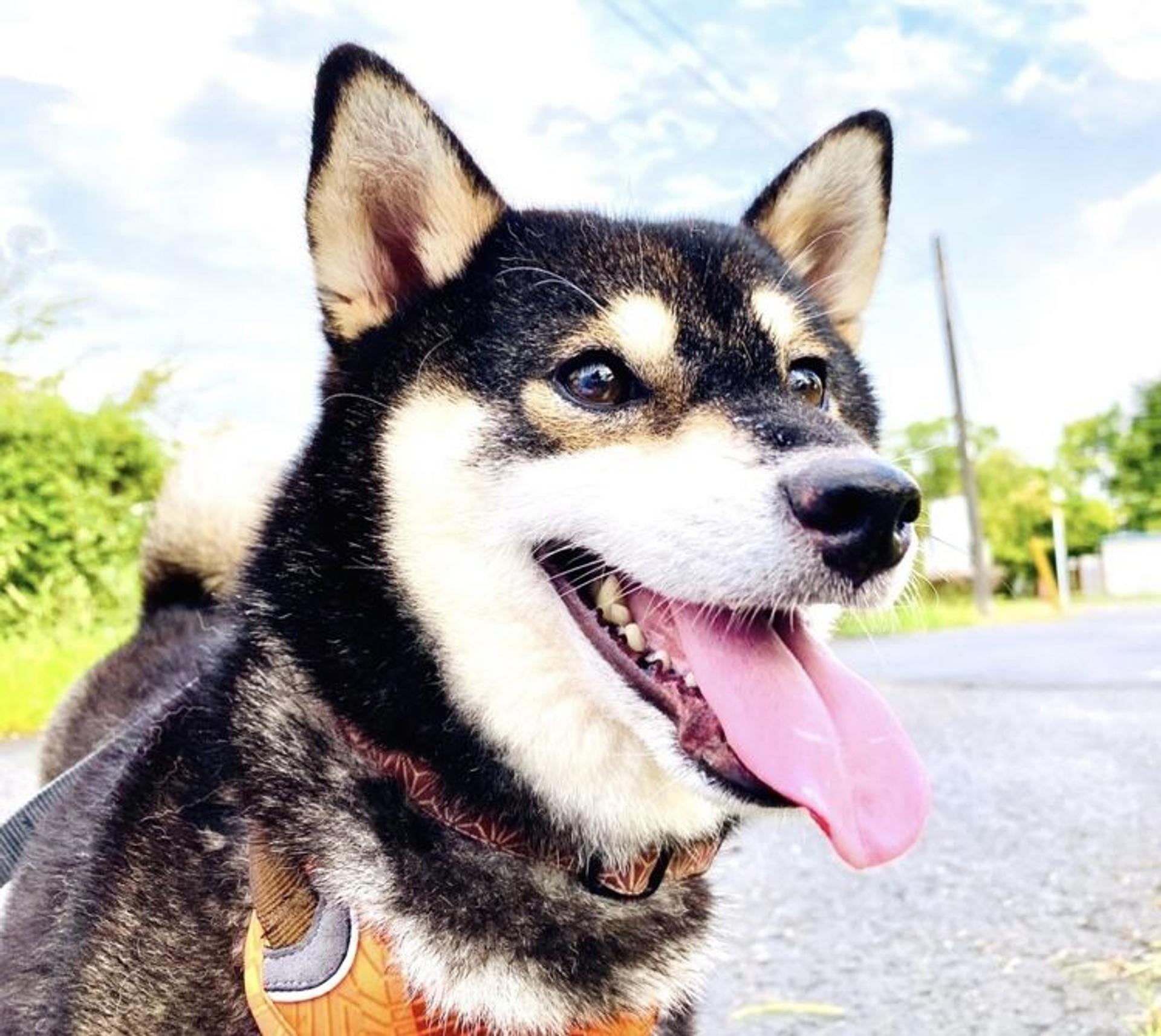 pet-image-2