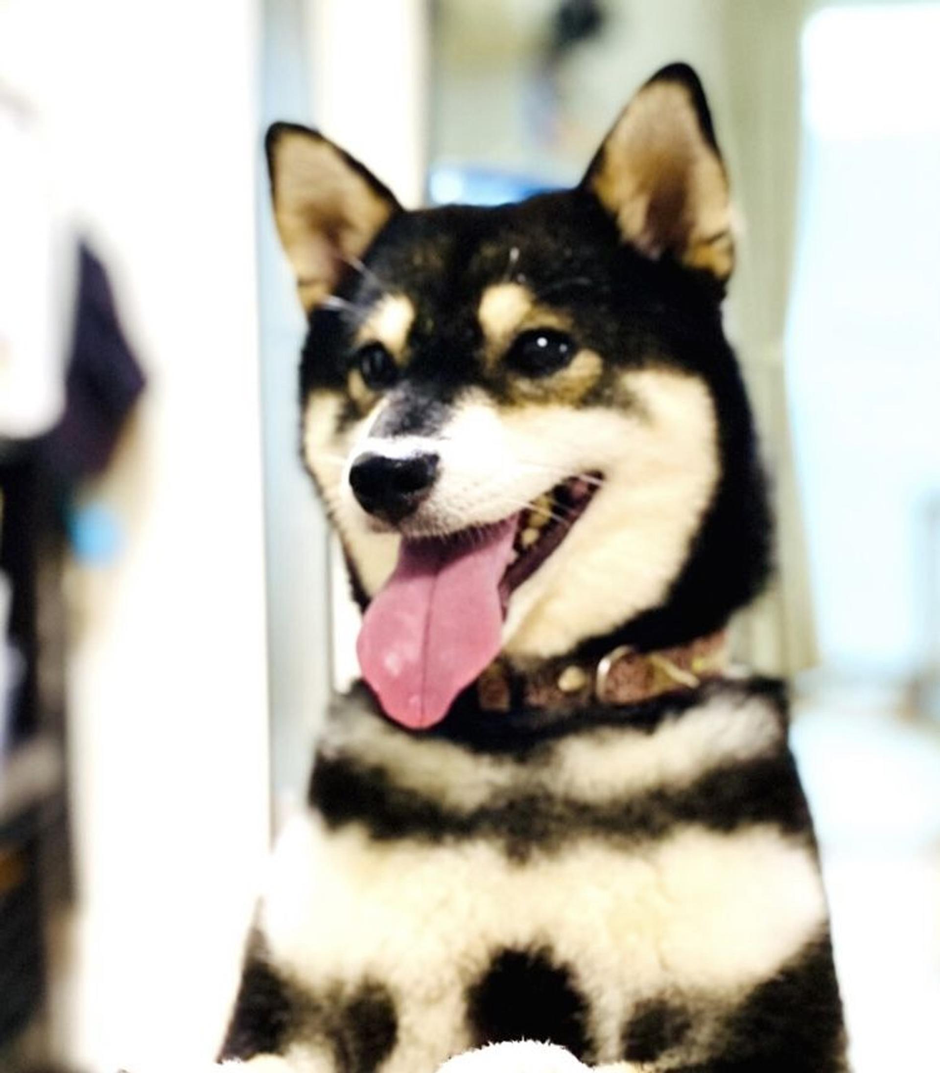 pet-image-4