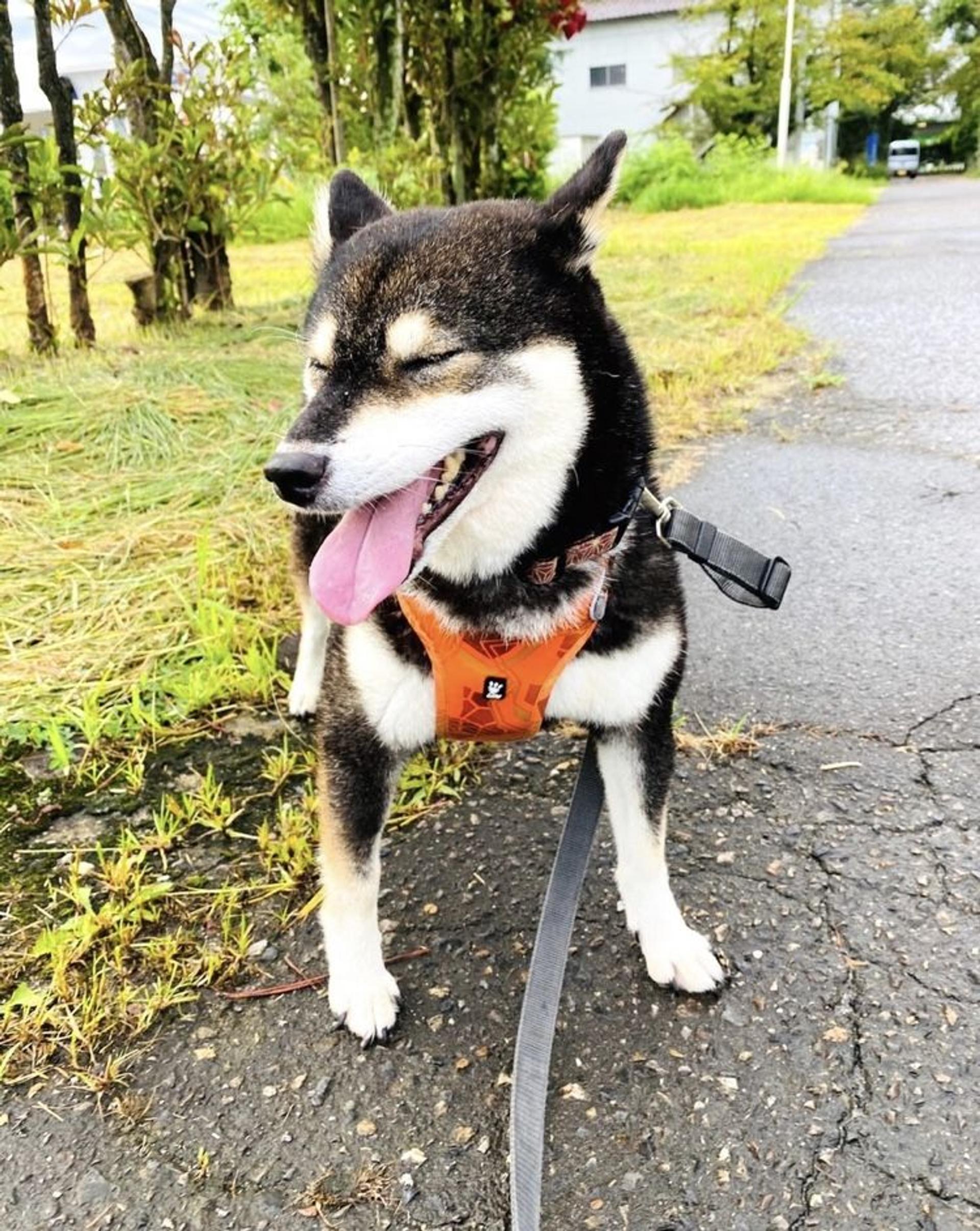 pet-image-5
