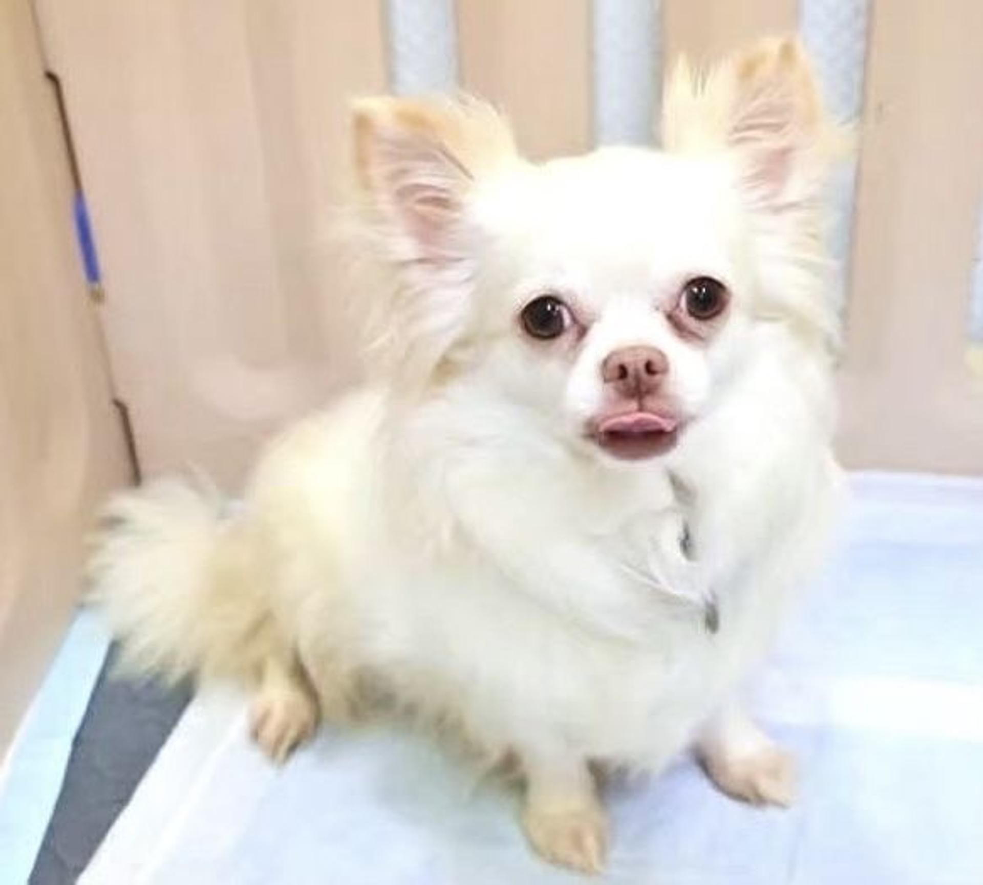 pet-image-6