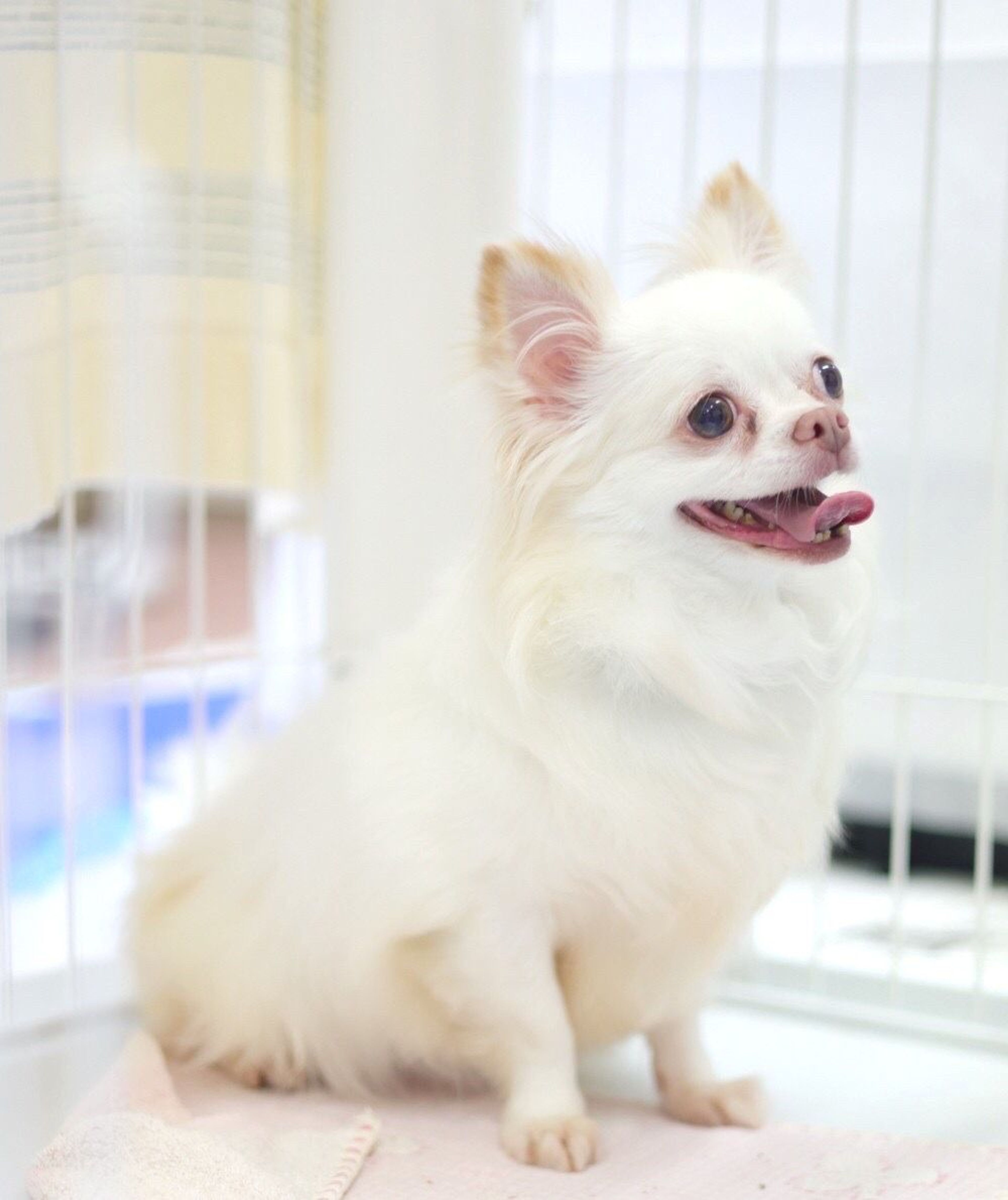 pet-image-7