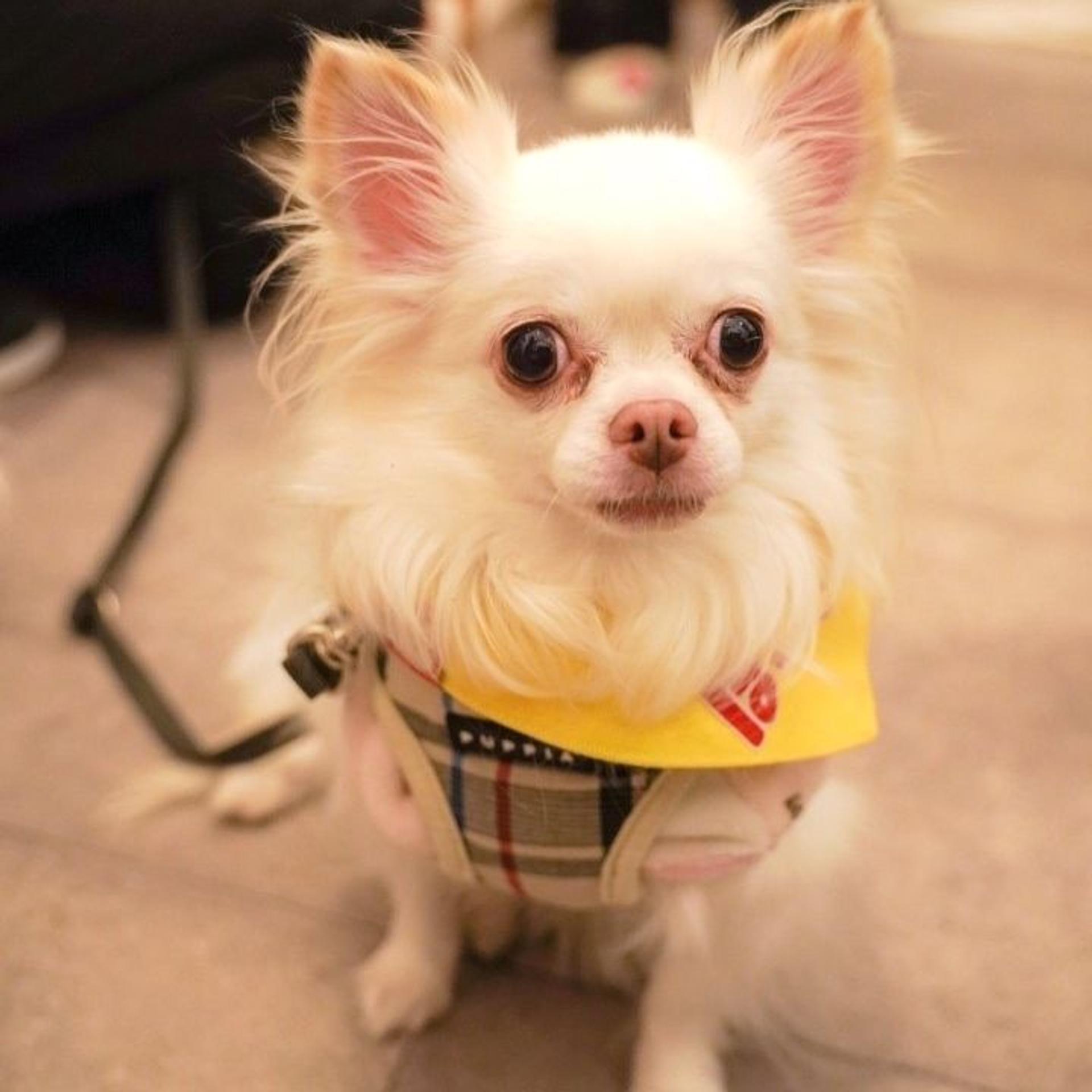 pet-image-2