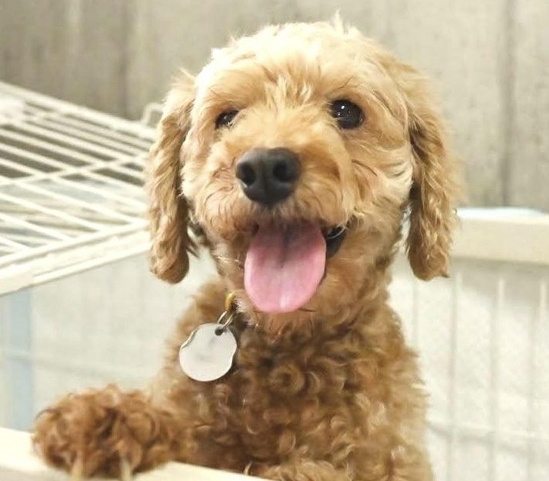 pet-image-4