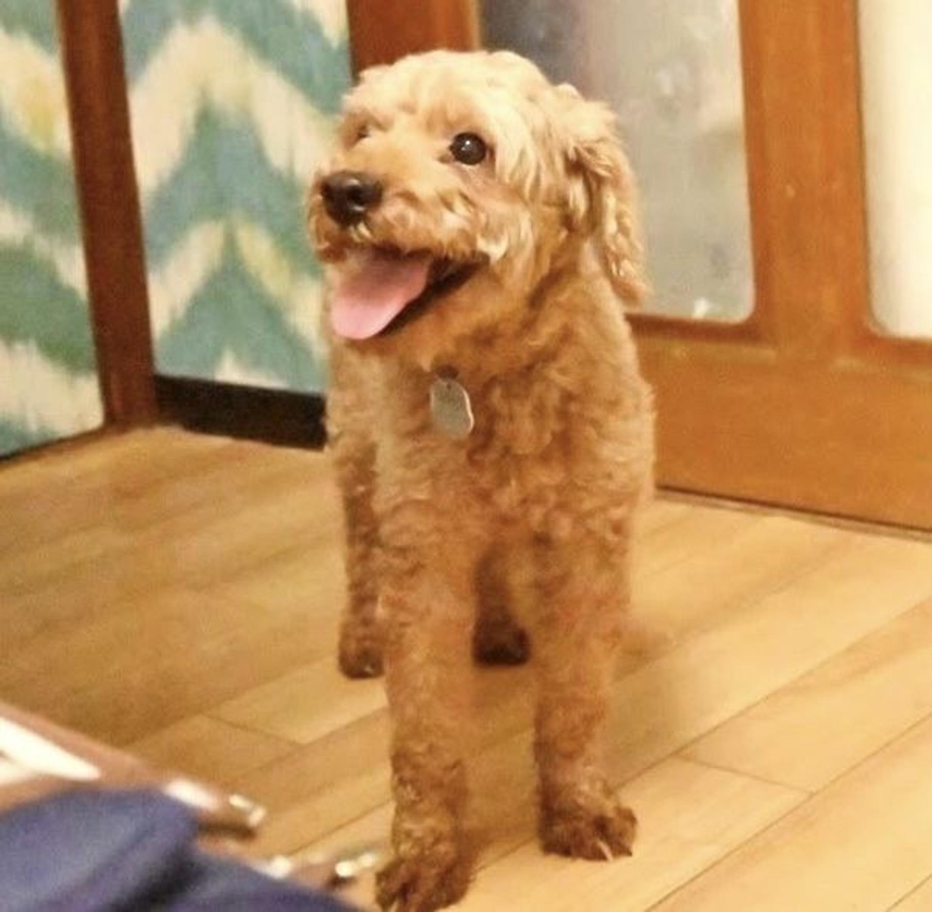 pet-image-5