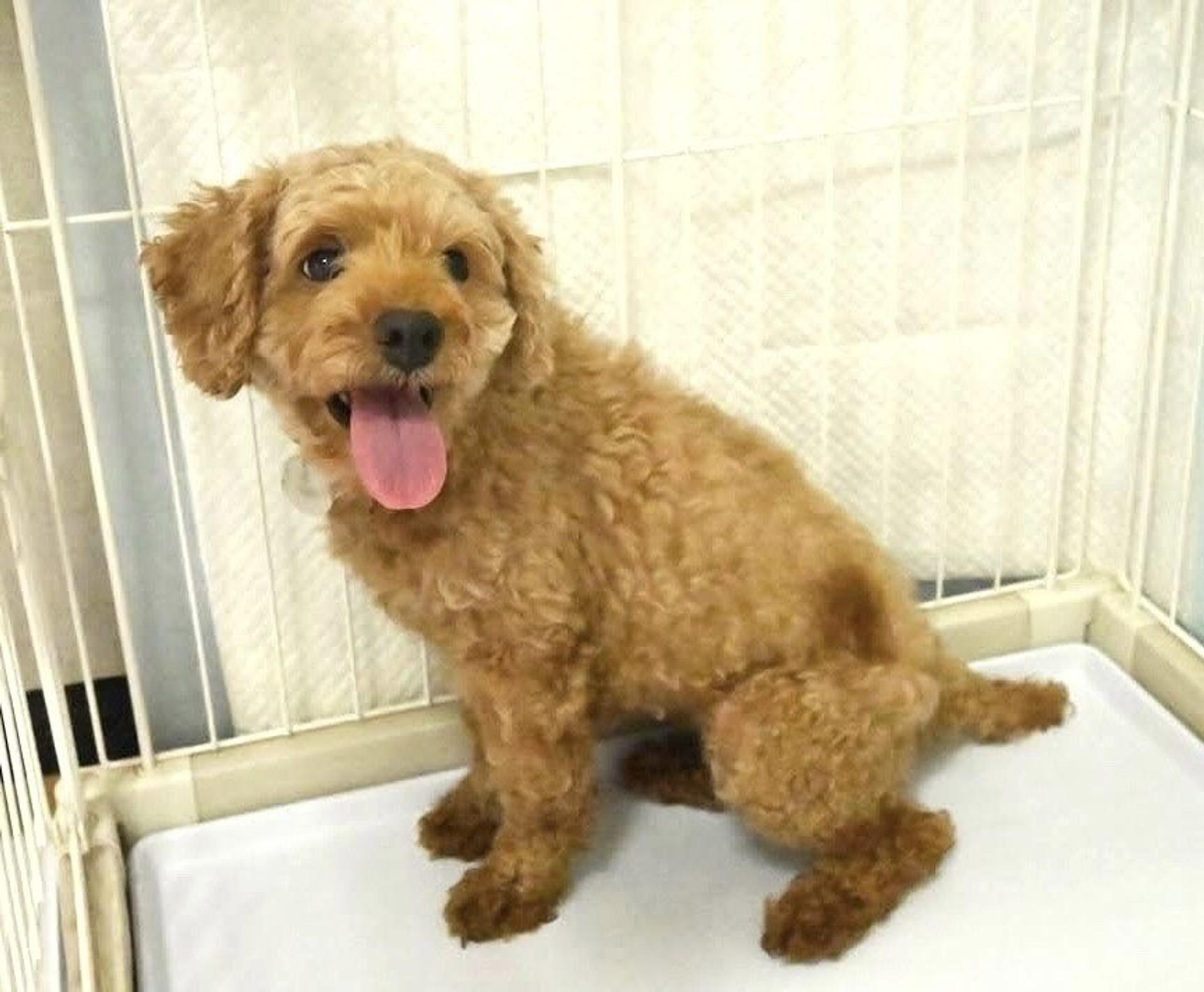 pet-image-6