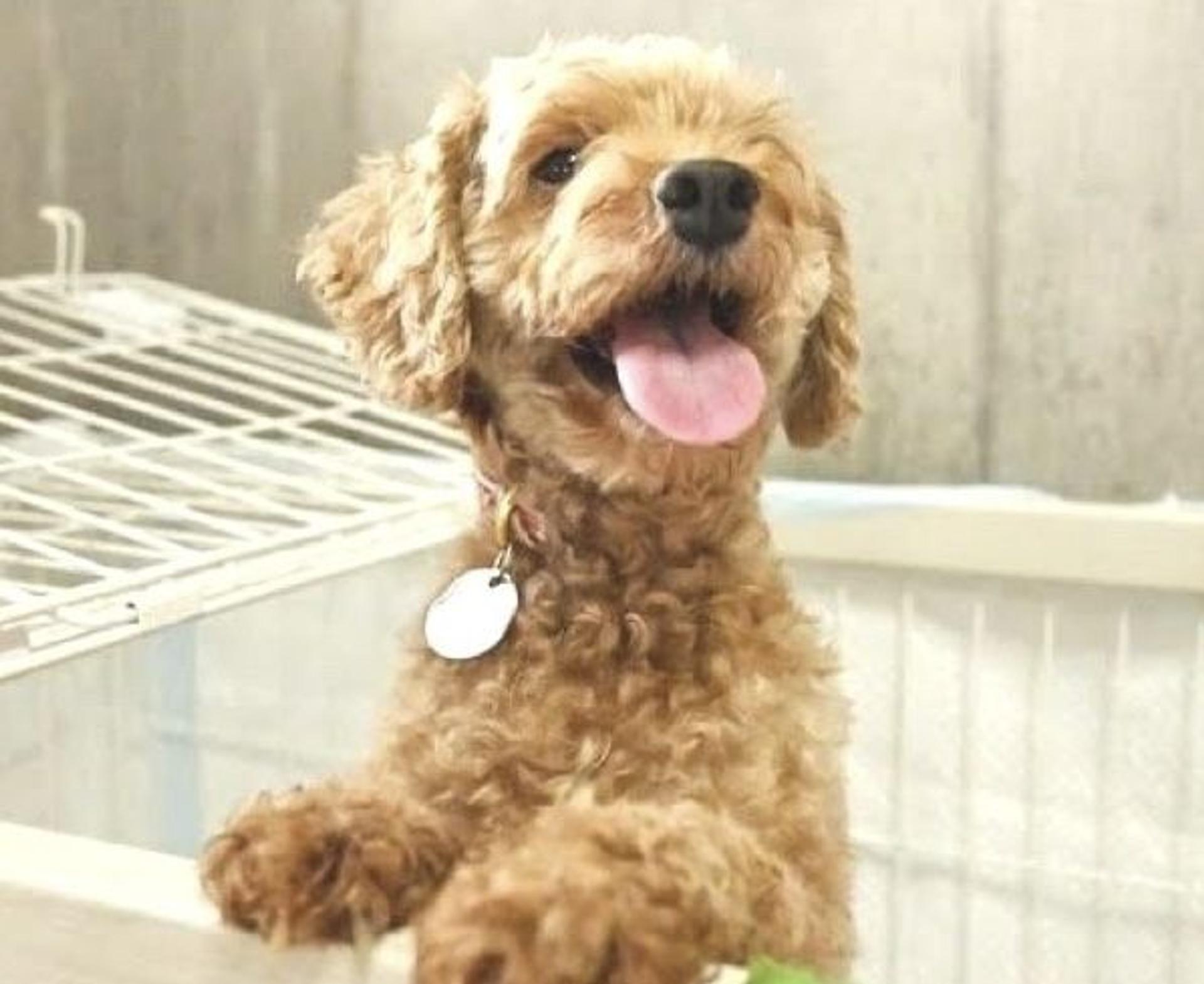 pet-image-7