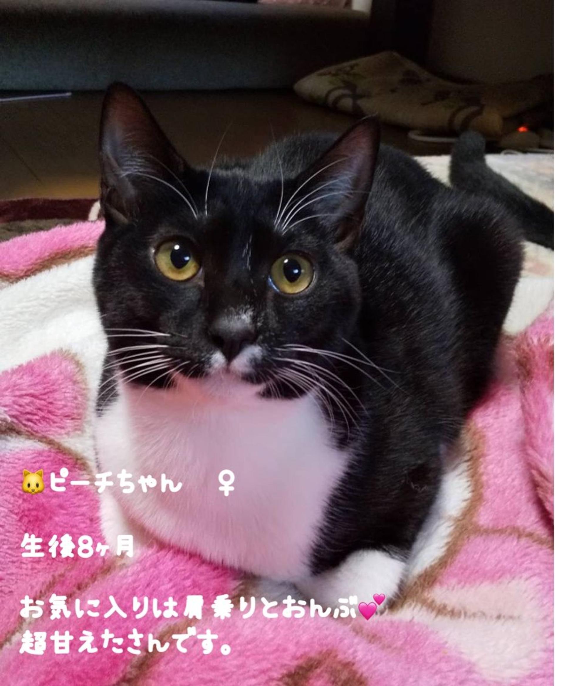 pet-image-2
