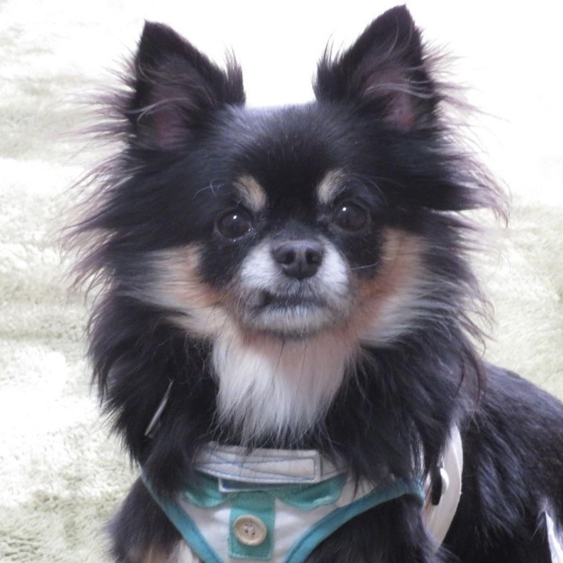 pet-image-3