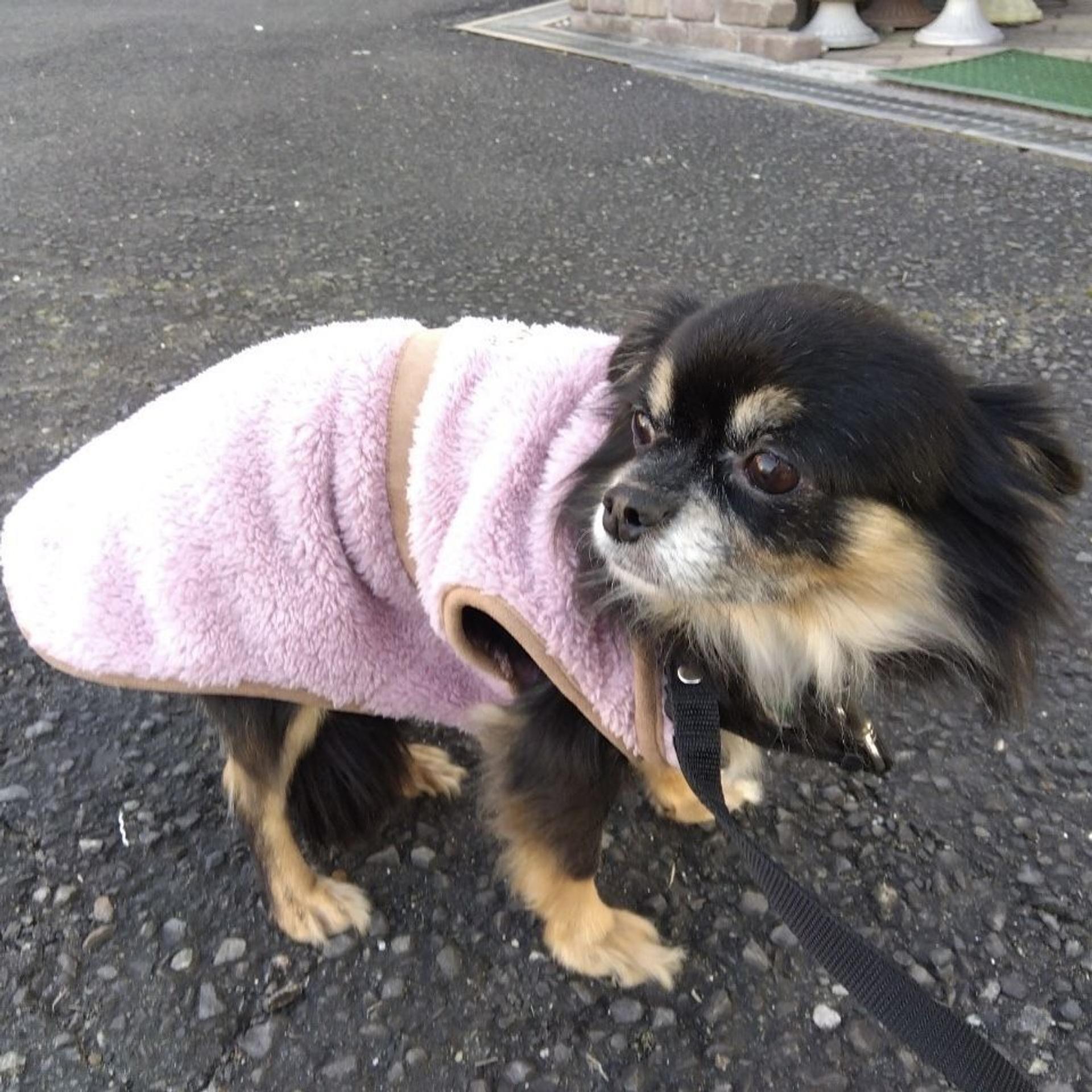 pet-image-5