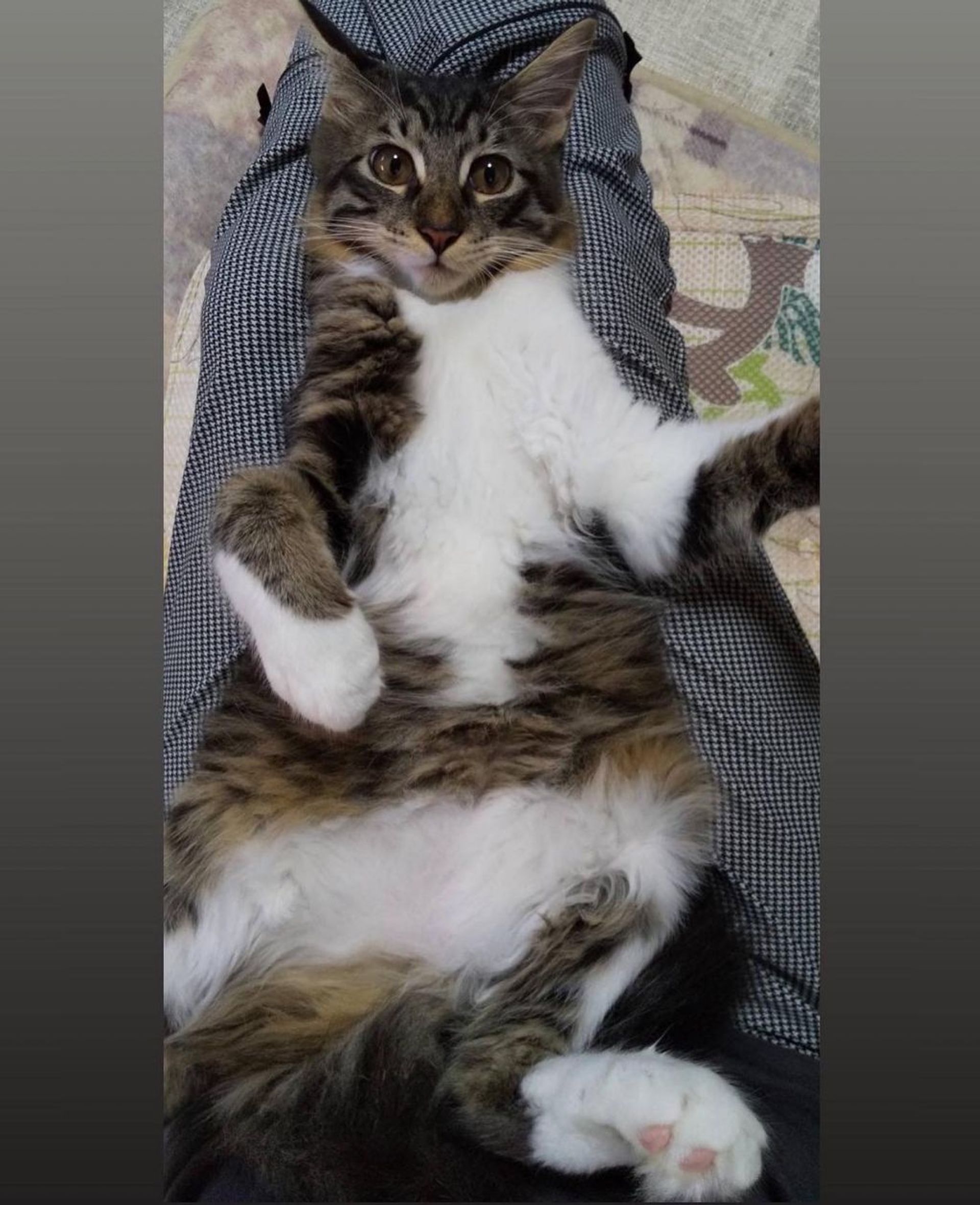 日本猫・メスの里親募集の写真