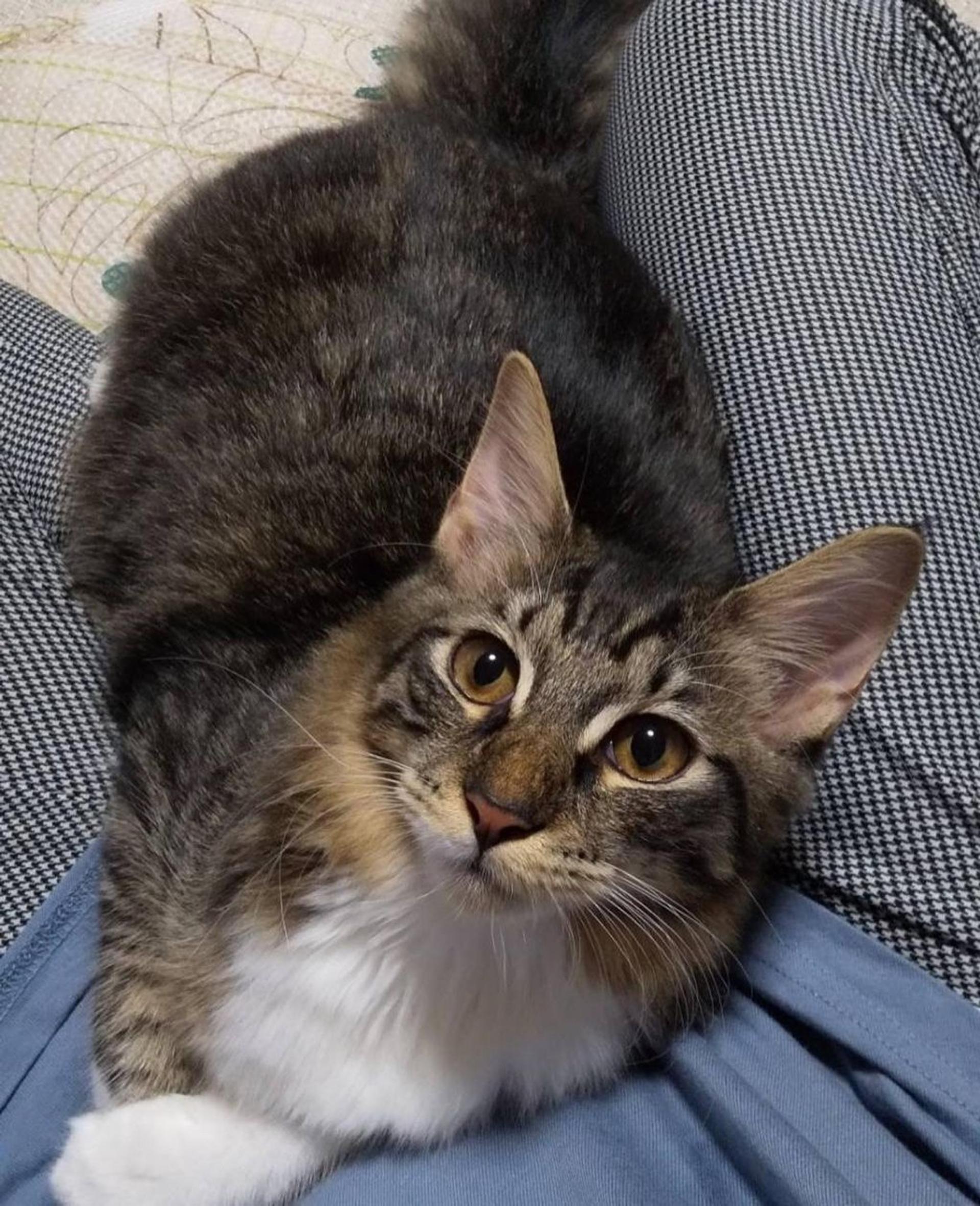 pet-image-4