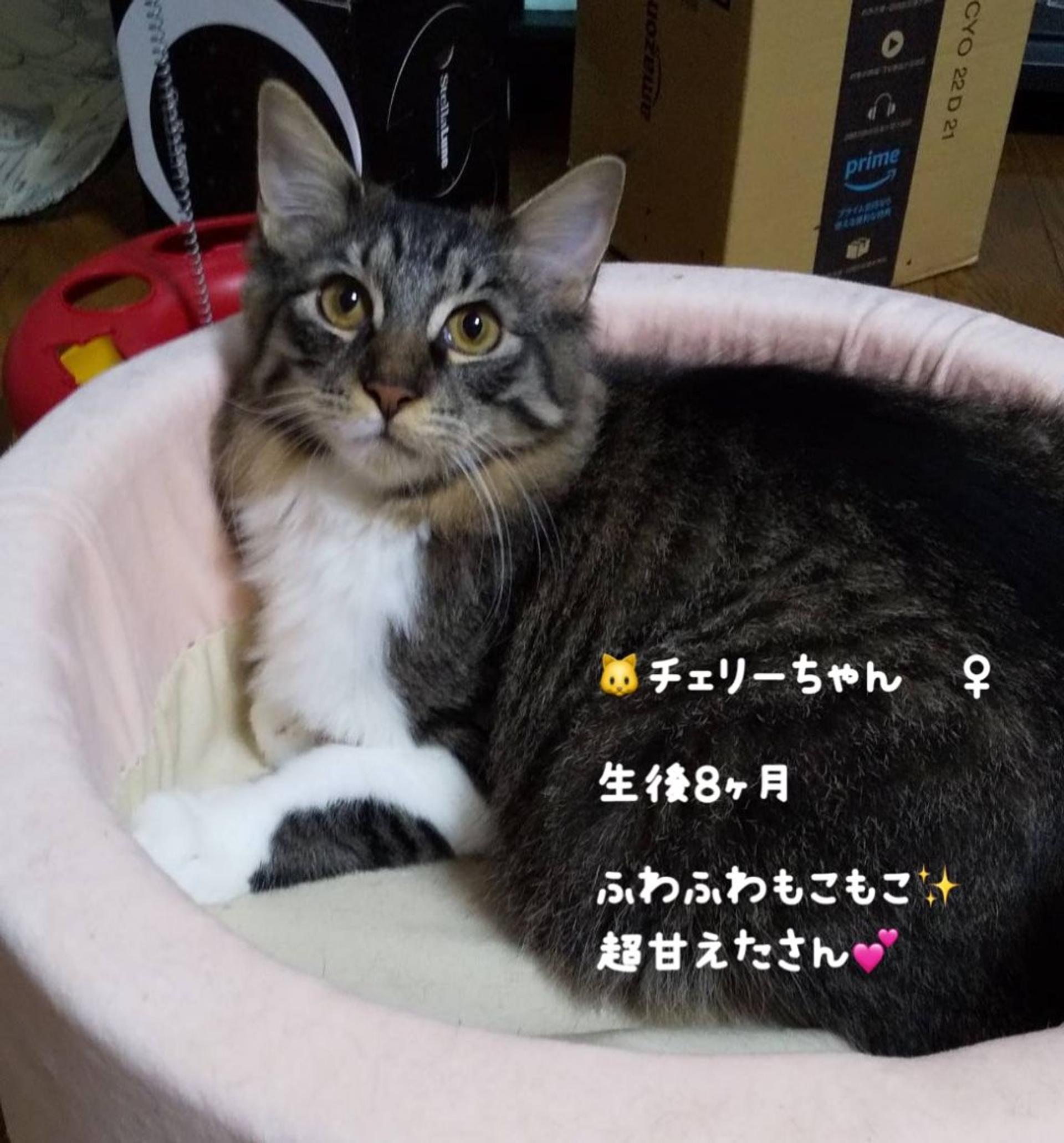 pet-image-2