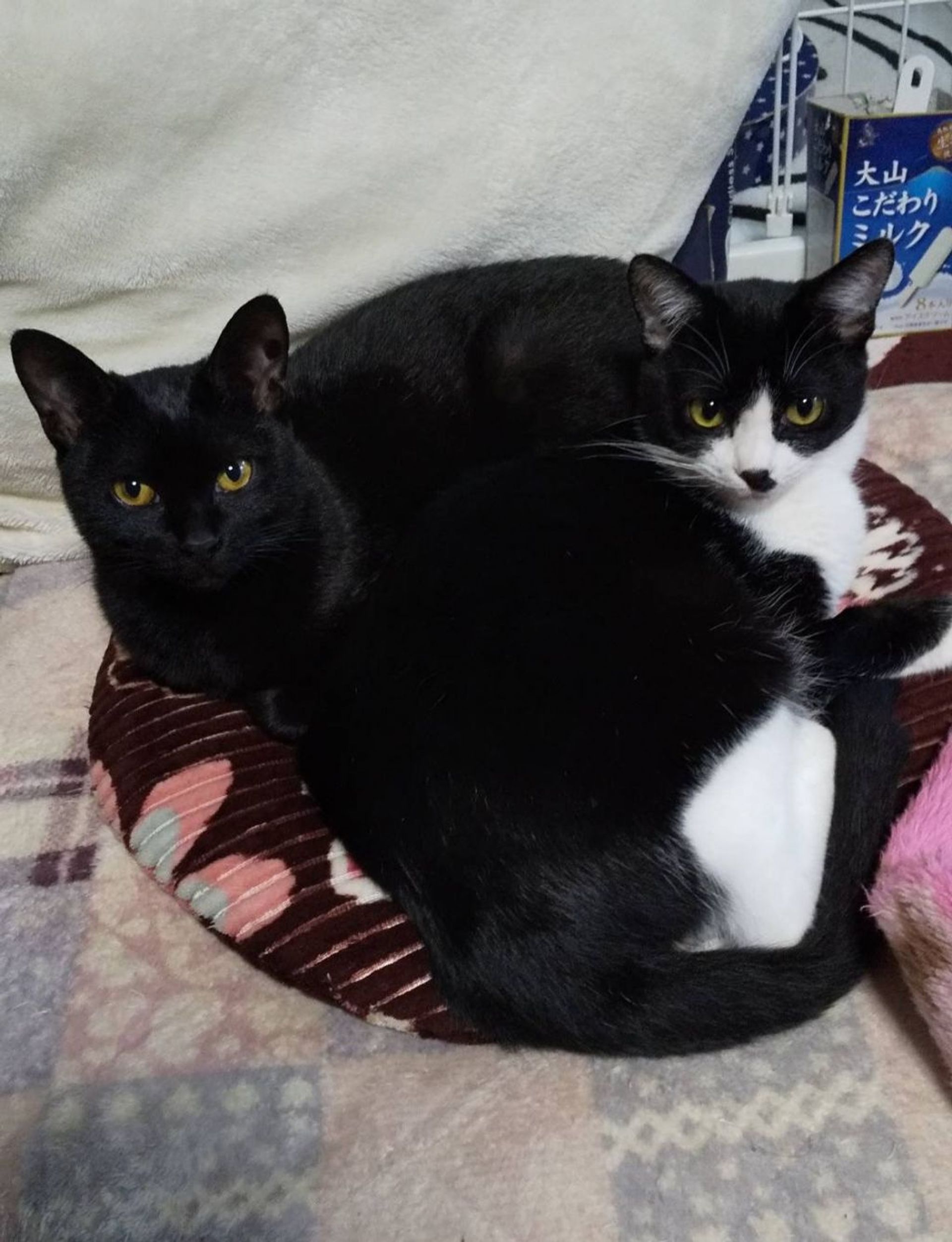 日本猫・メスの里親募集の写真