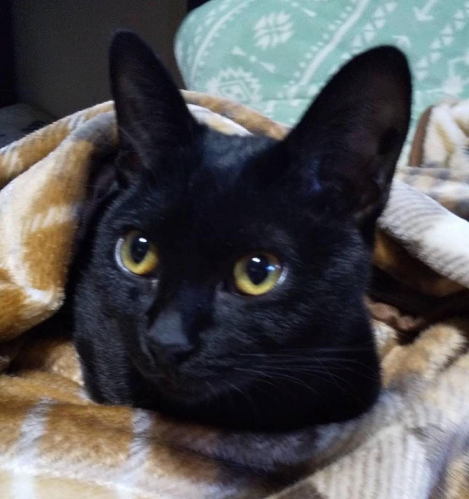 pet-image-4