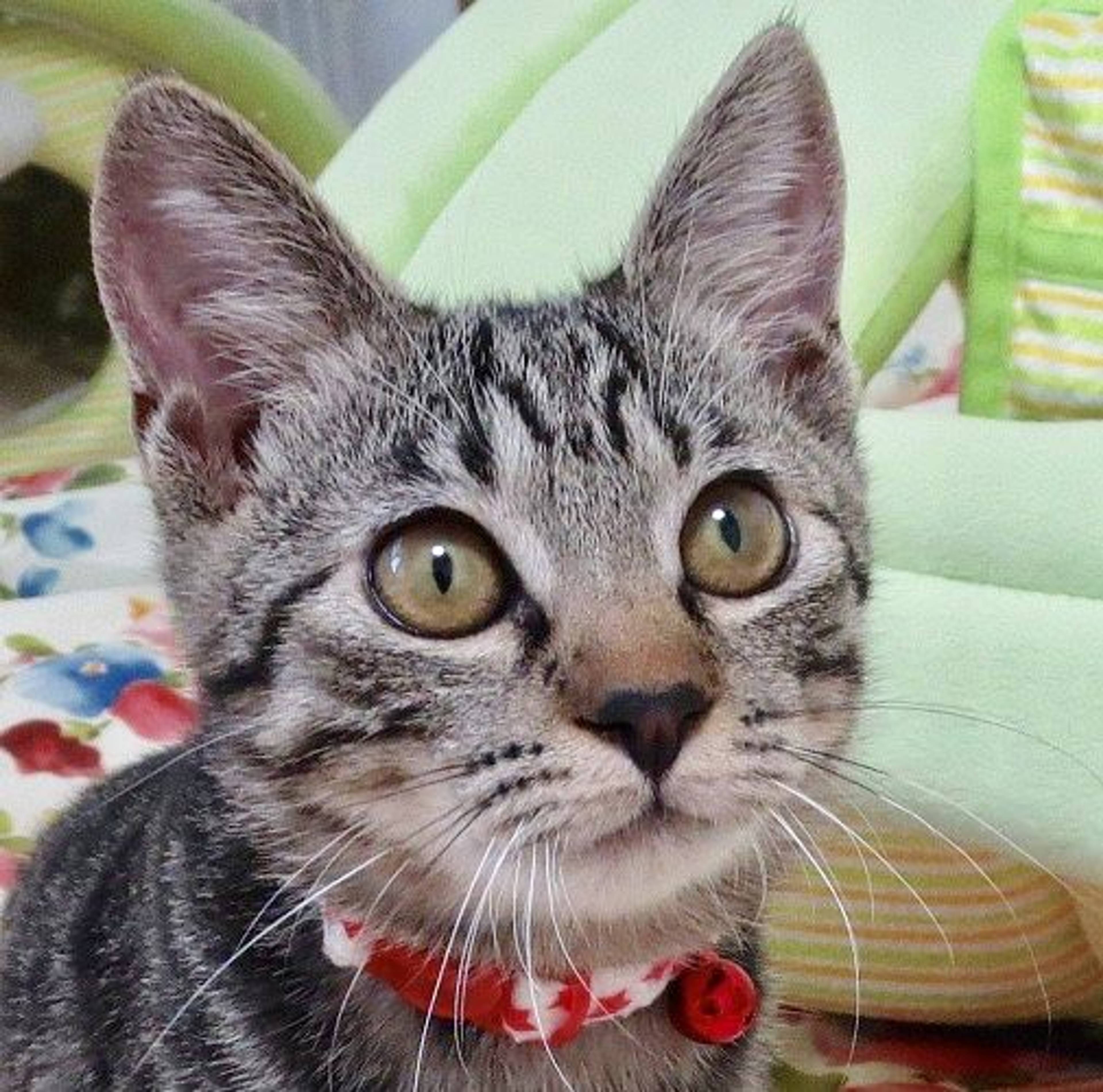 雑種（ミックス猫）・メスの里親募集の写真