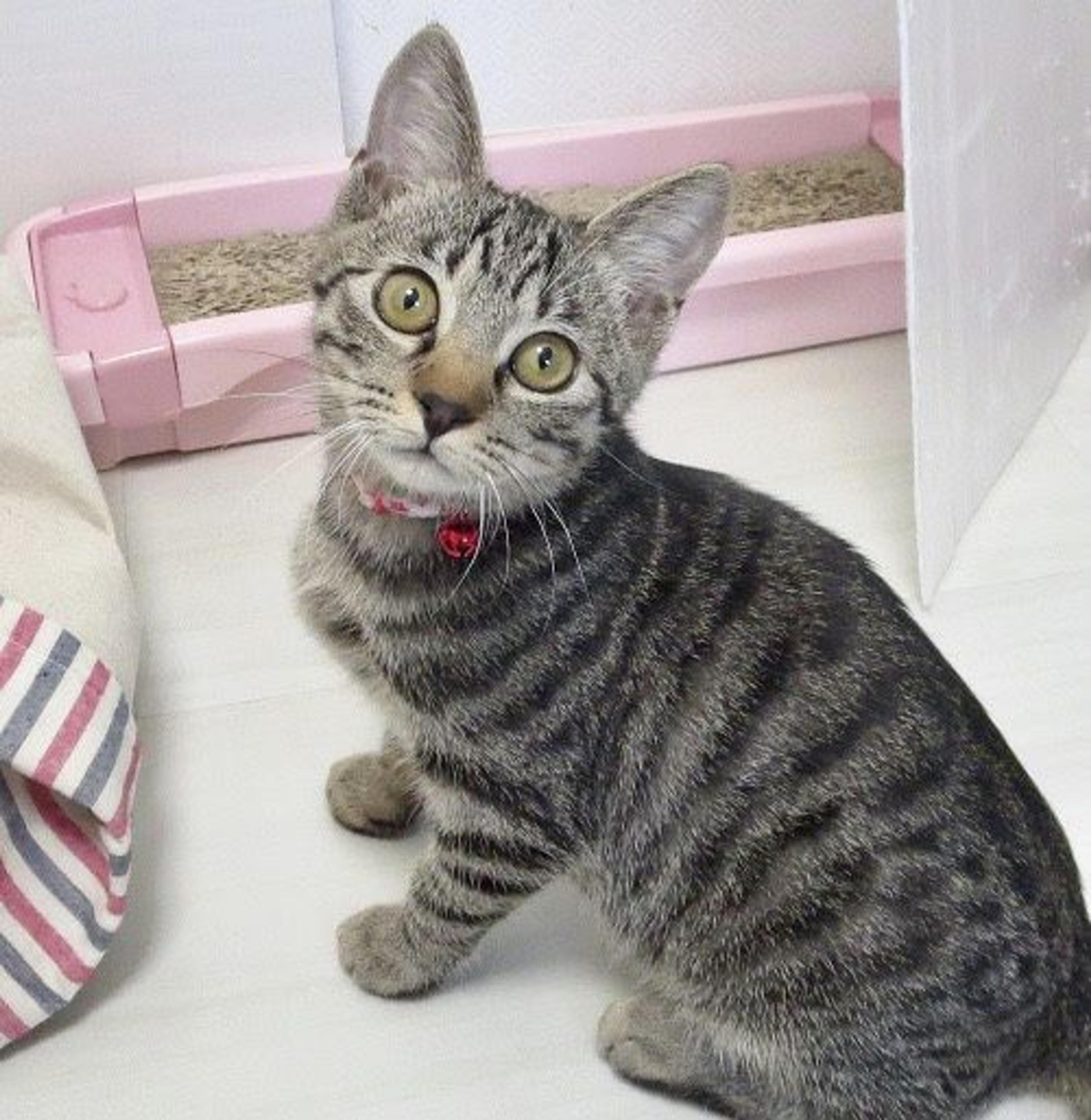 pet-image-2