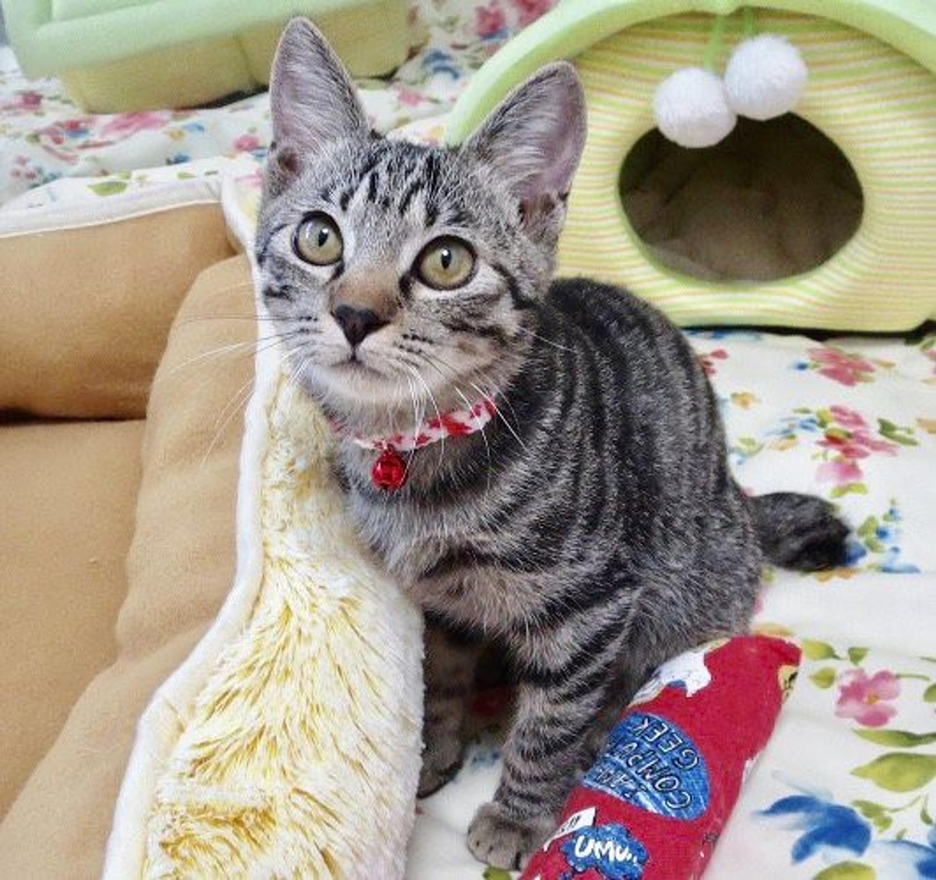 pet-image-3