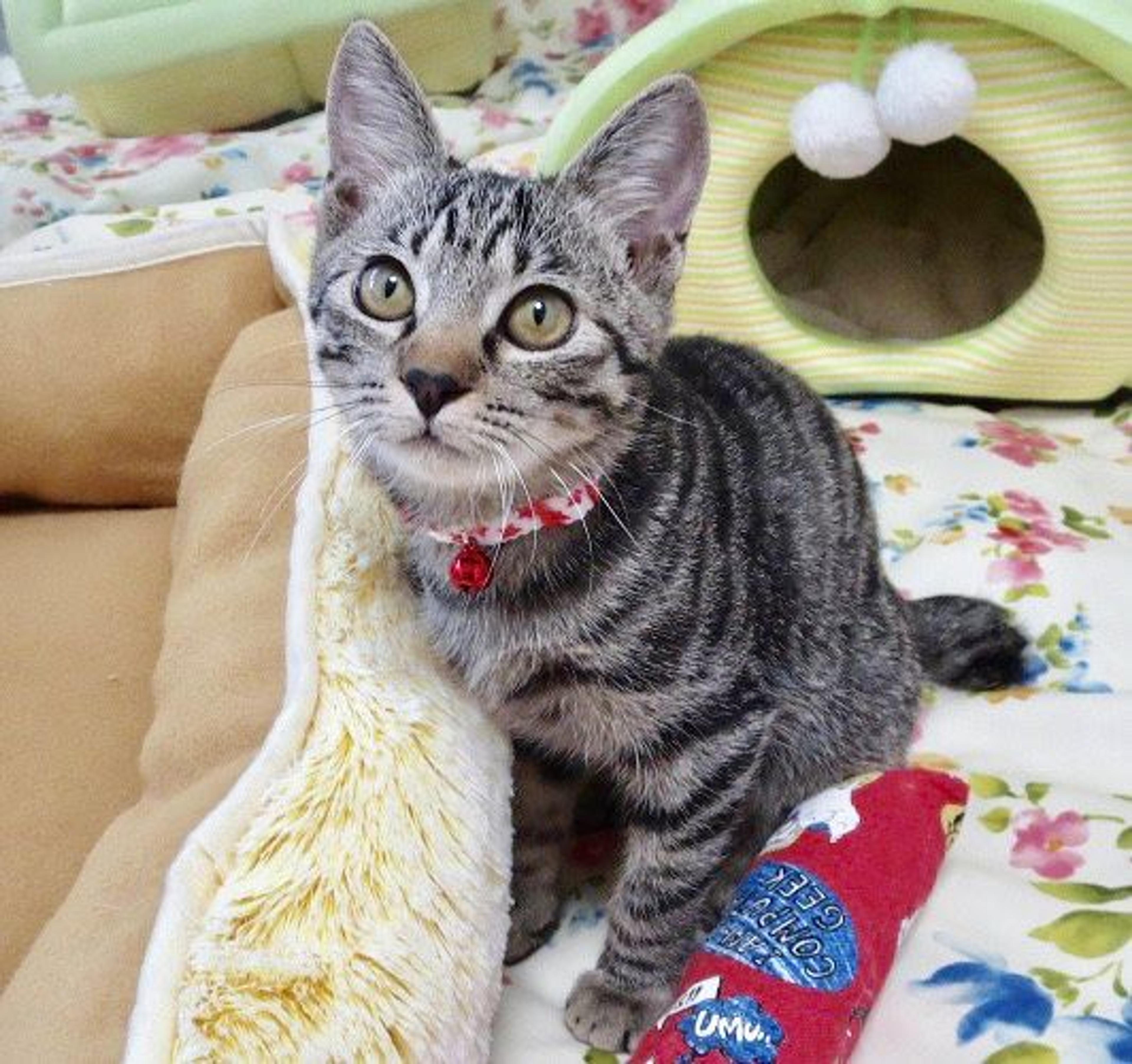 pet-image-3