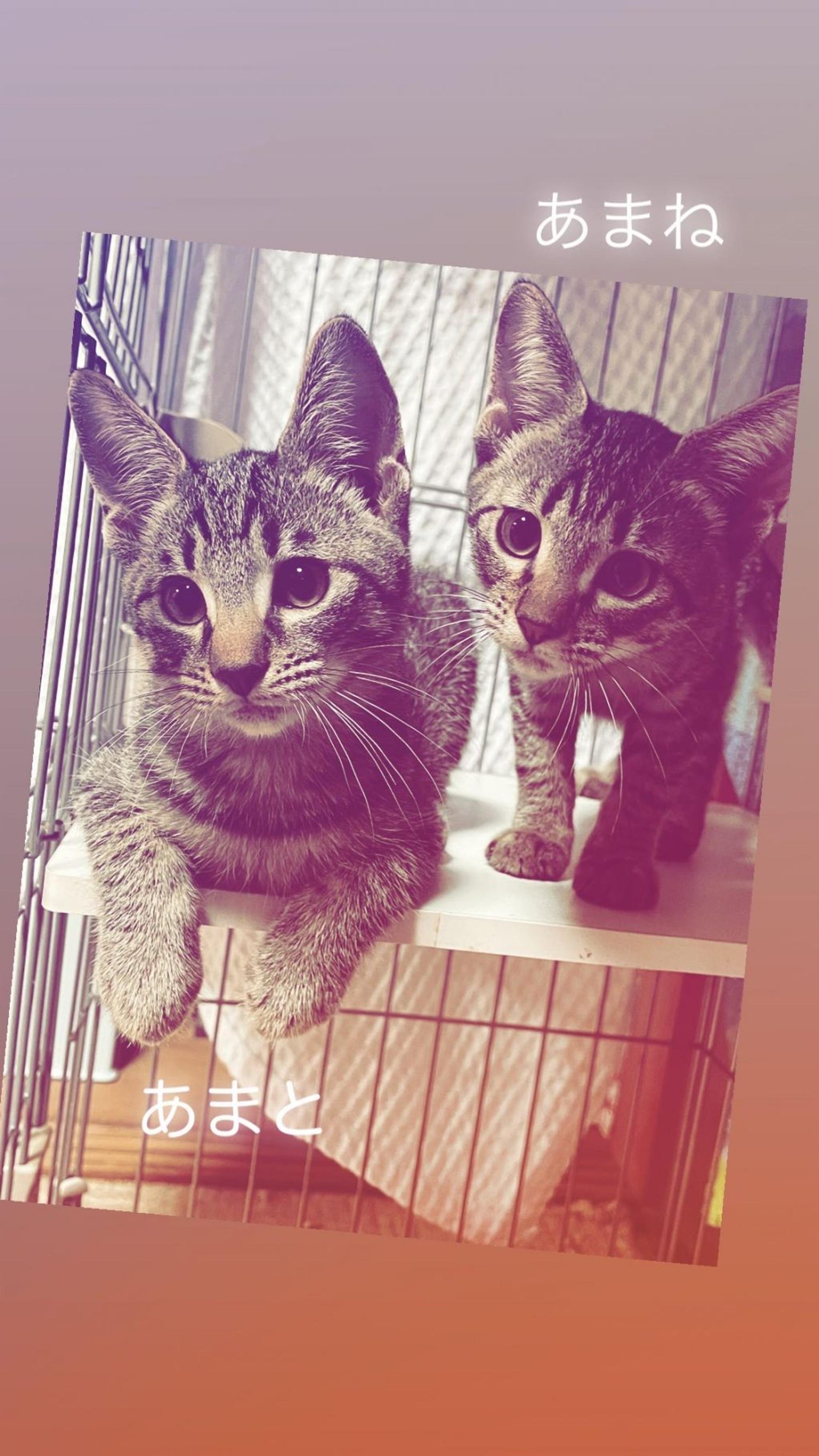 pet-image-3